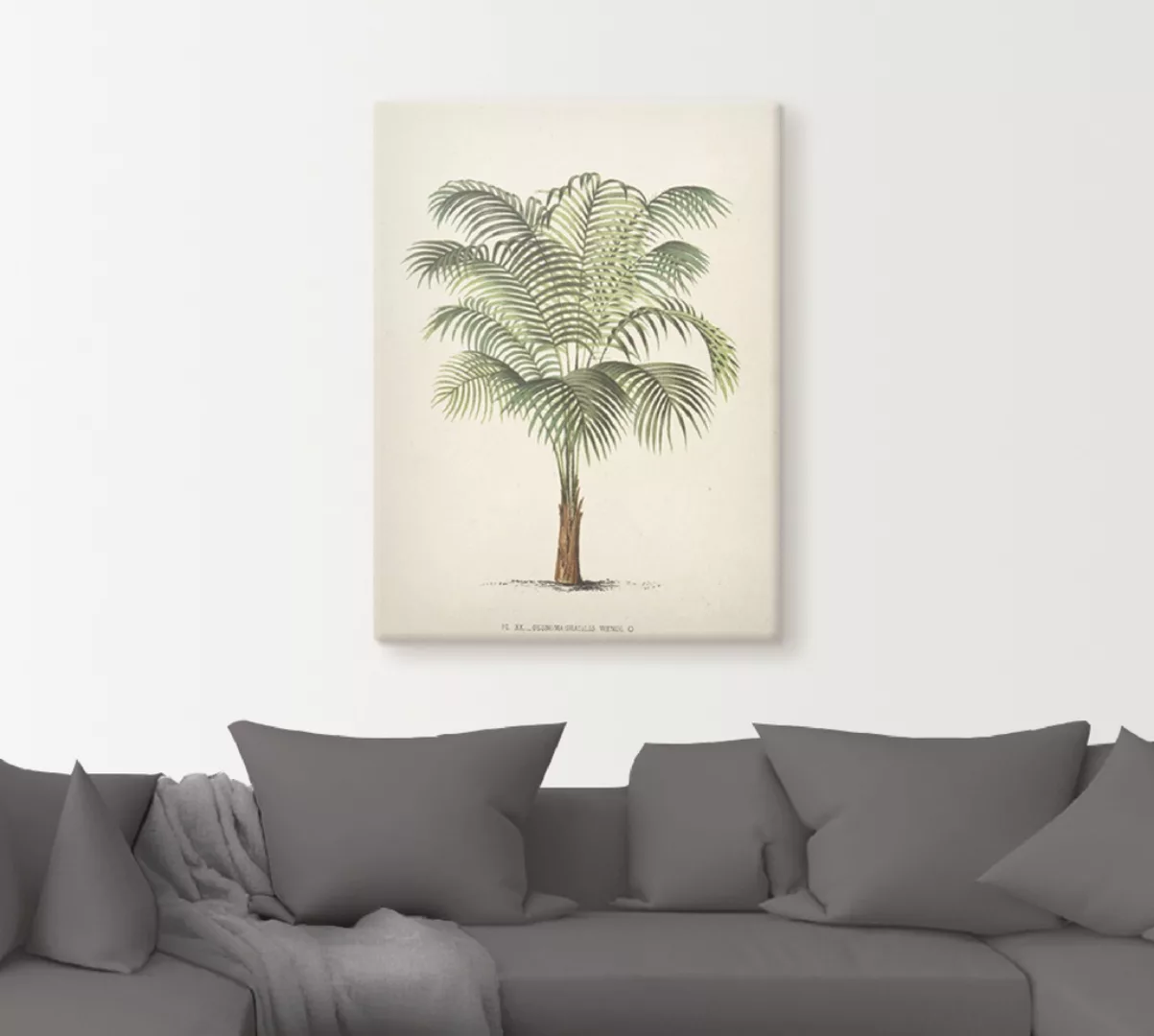 Artland Wandbild »Palme II«, Pflanzen, (1 St.), als Leinwandbild, Poster, W günstig online kaufen