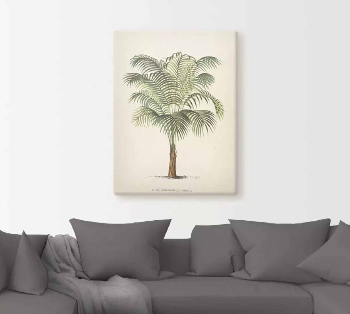 Artland Wandbild "Palme II", Pflanzen, (1 St.), als Leinwandbild, Poster, W günstig online kaufen