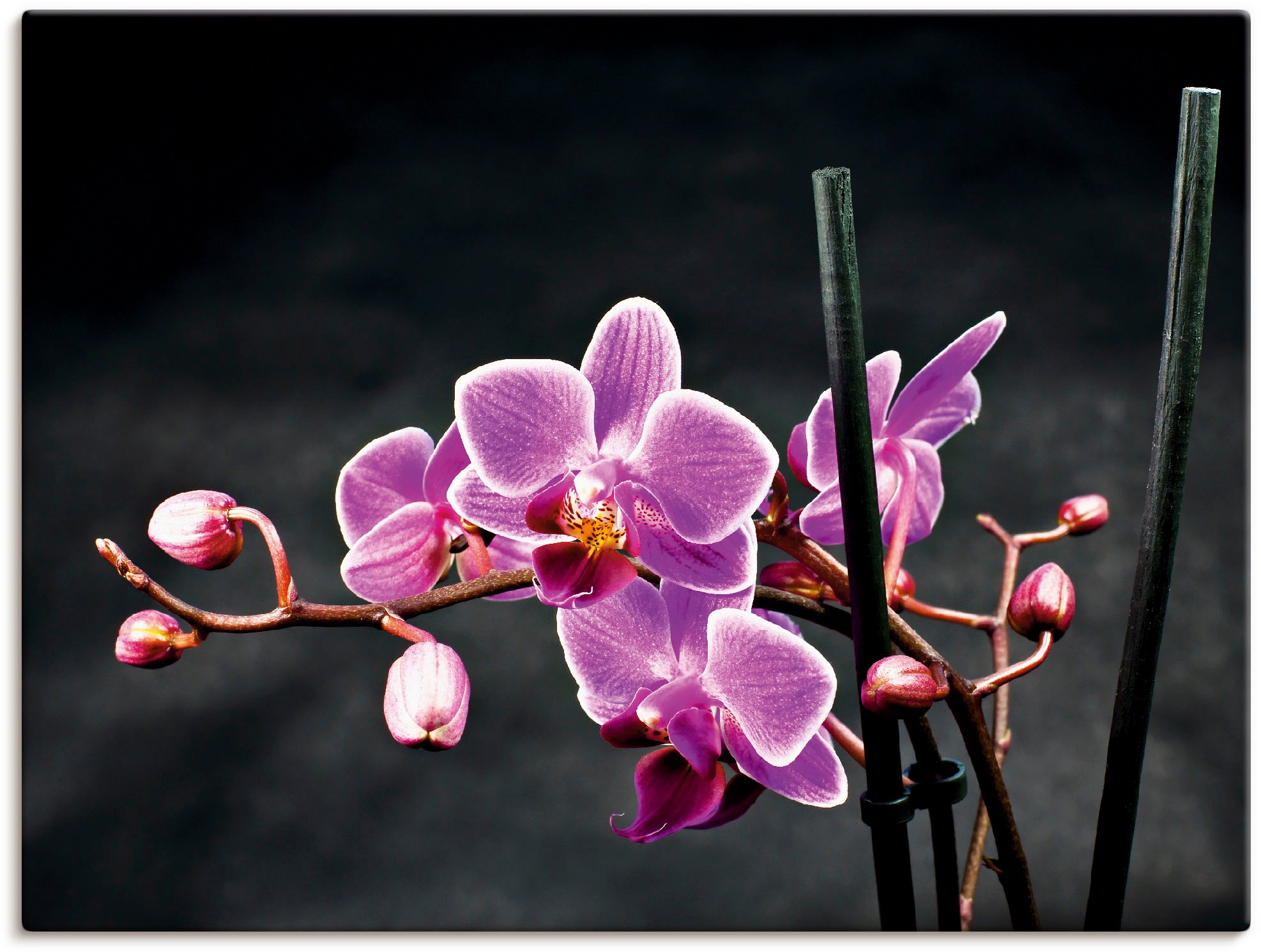 Artland Wandbild "Eine Orchidee vor schwarzem Hintergrund", Blumen, (1 St.) günstig online kaufen