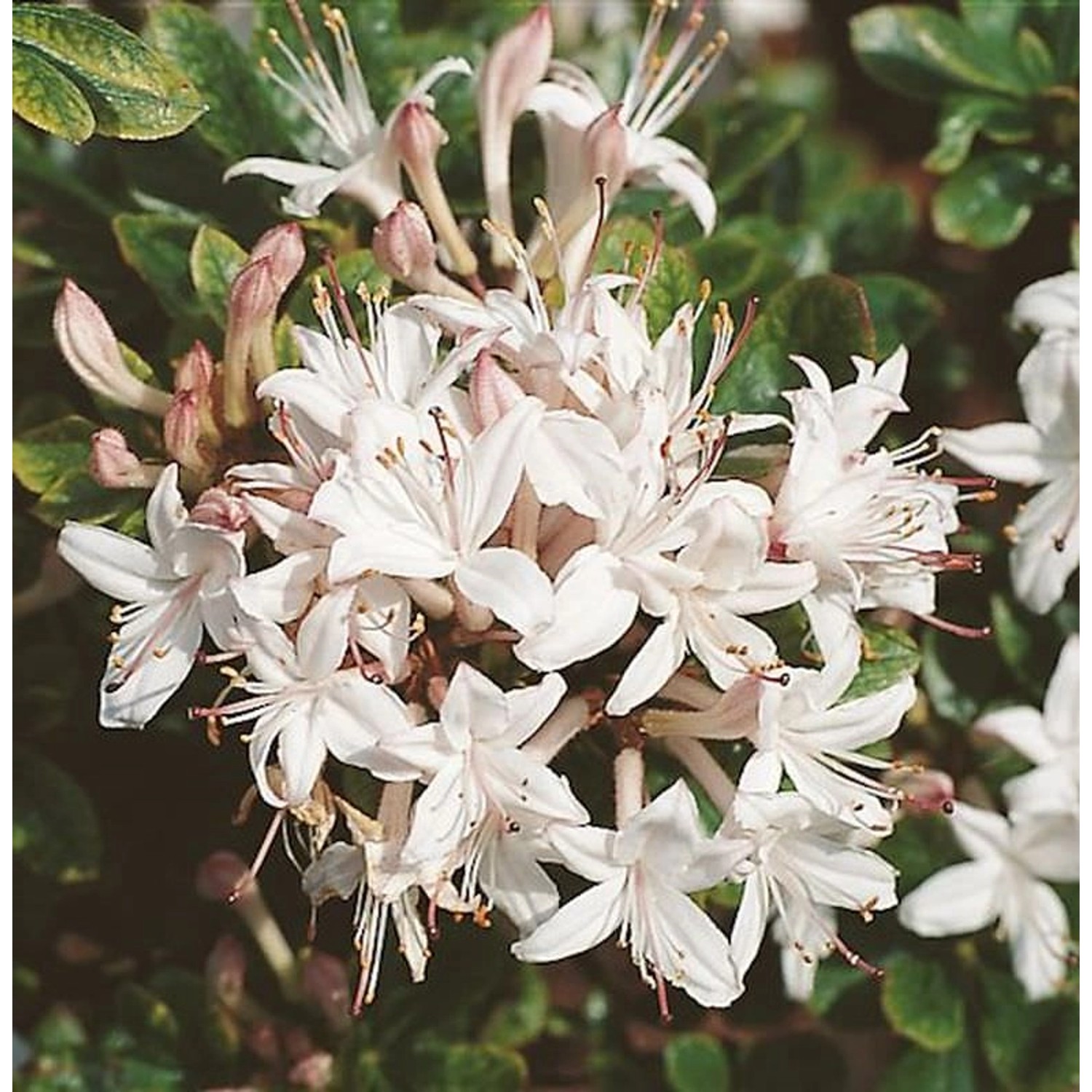 Hochstamm Rhododendron Sommerduft 80-100cm - Rhododendron viscosum günstig online kaufen