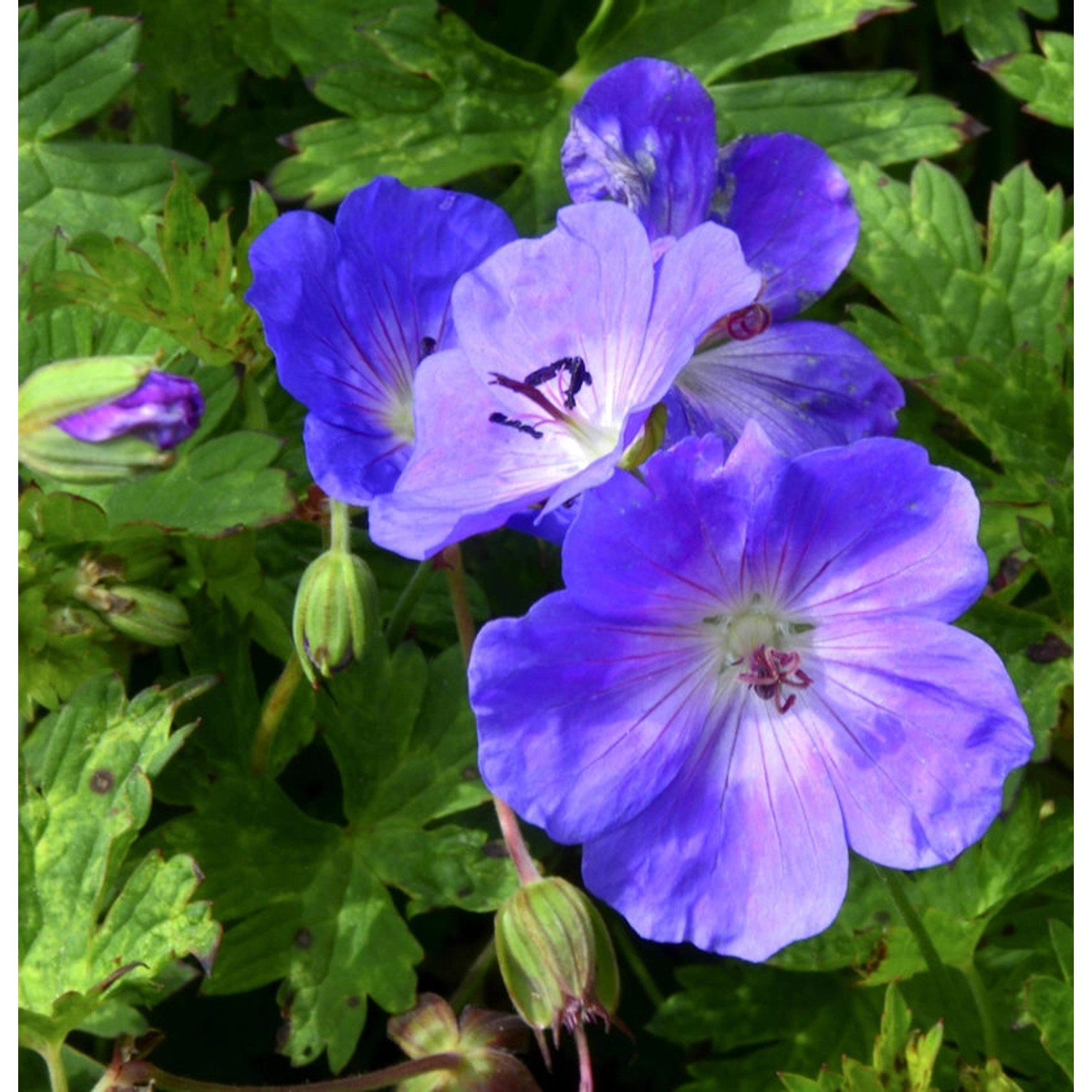 Storchenschnabel Buxtons Blue - Geranium wallichianum günstig online kaufen