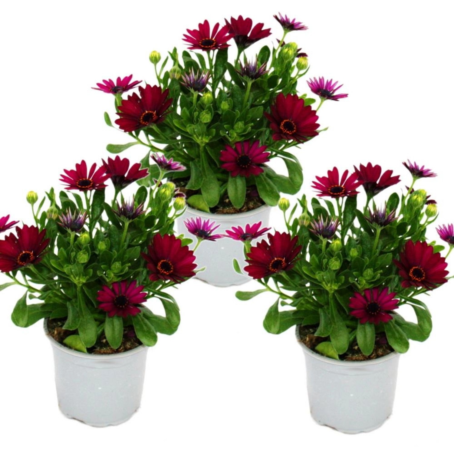 Exotenherz Kapkörbchen Osteospermum Ecklonis 11cm Topf Set mit 3 Pflanzen L günstig online kaufen