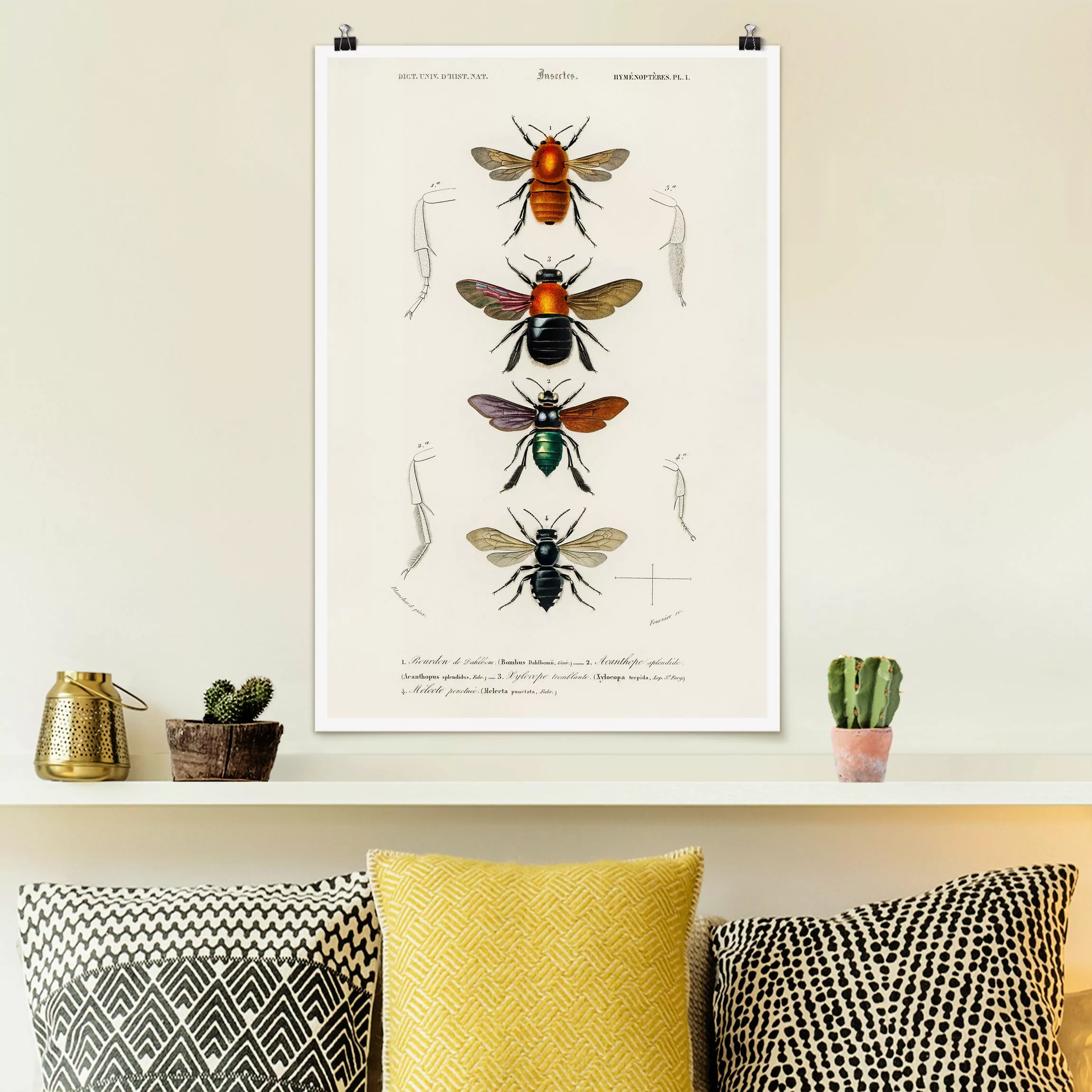 Poster Vintage Lehrtafel Insekten günstig online kaufen