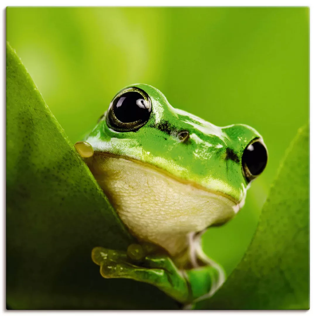 Artland Wandbild »Ausspähender Frosch«, Wassertiere, (1 St.), als Leinwandb günstig online kaufen