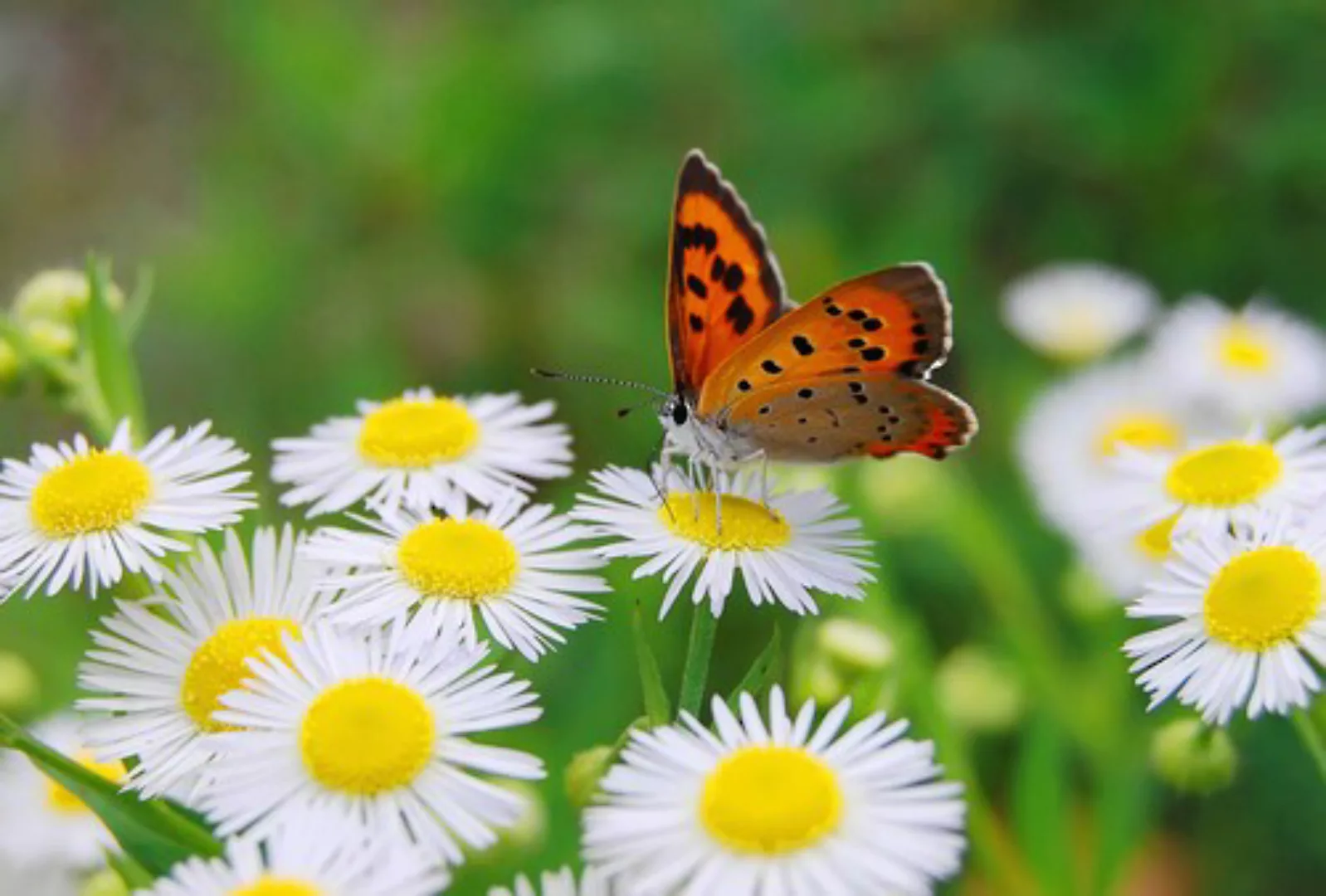 Papermoon Fototapete »Schmetterling« günstig online kaufen