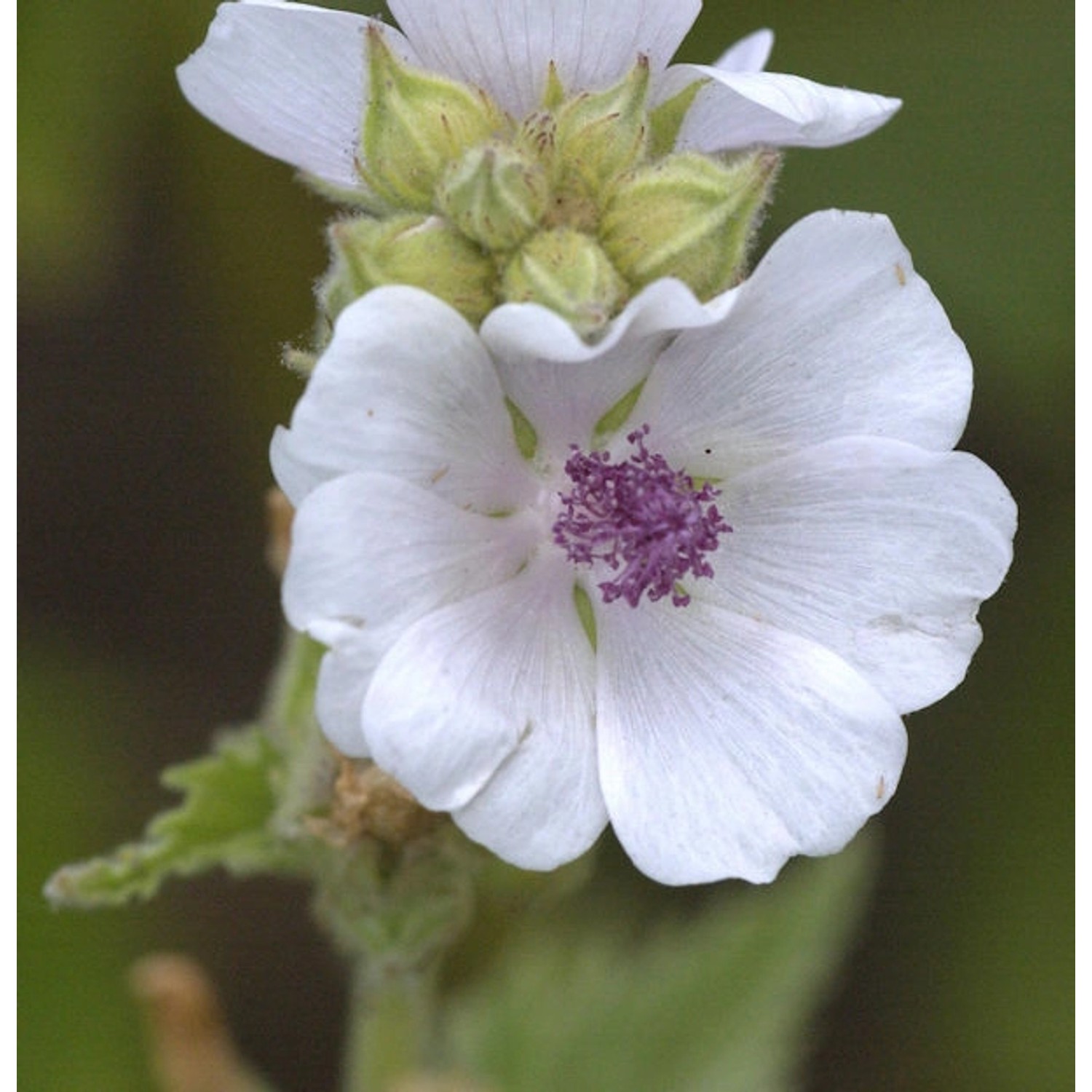 Echter Eibisch - Althaea officinalis günstig online kaufen