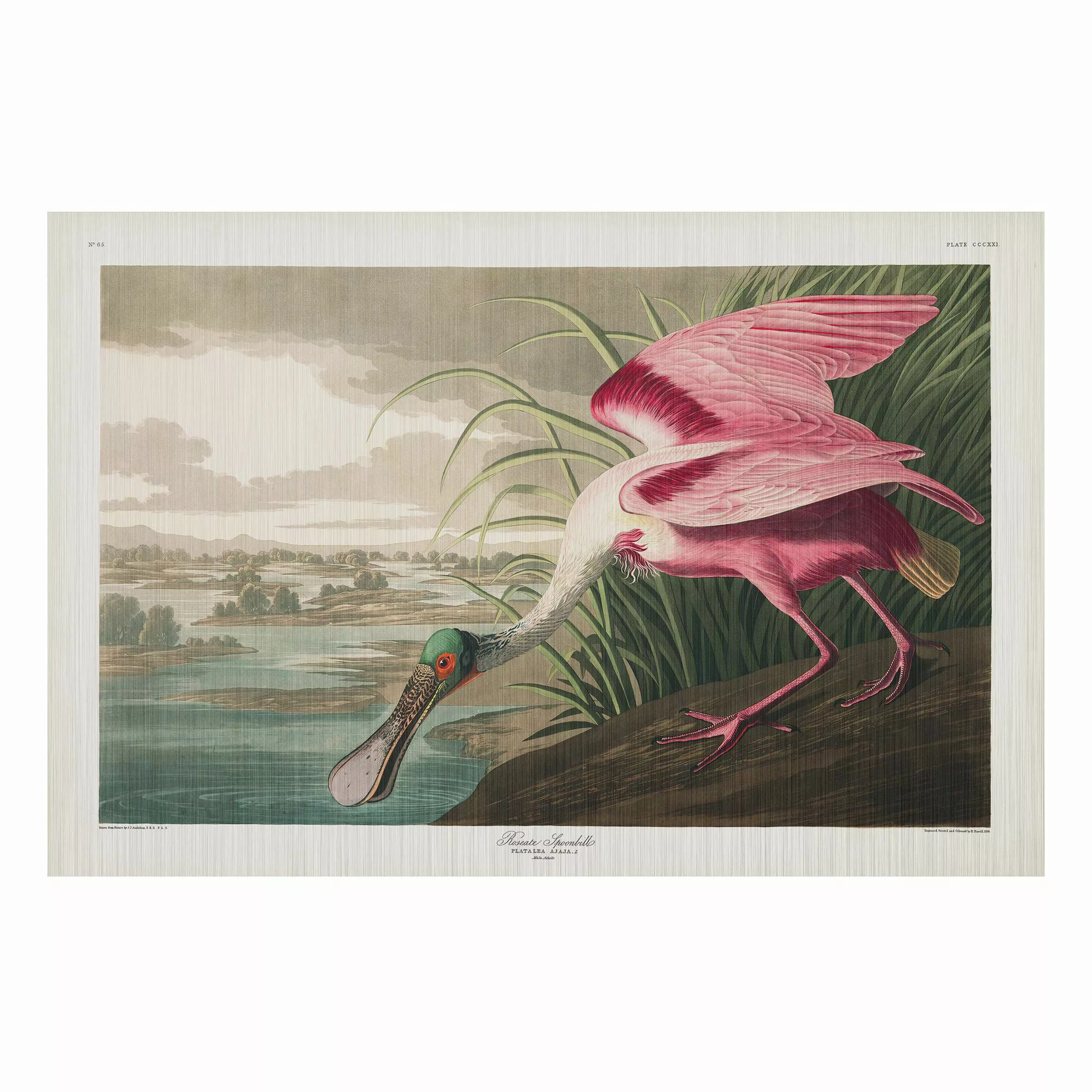 Alu-Dibond Bild Natur & Landschaft - Querformat 3:2 Vintage Lehrtafel Rosa günstig online kaufen