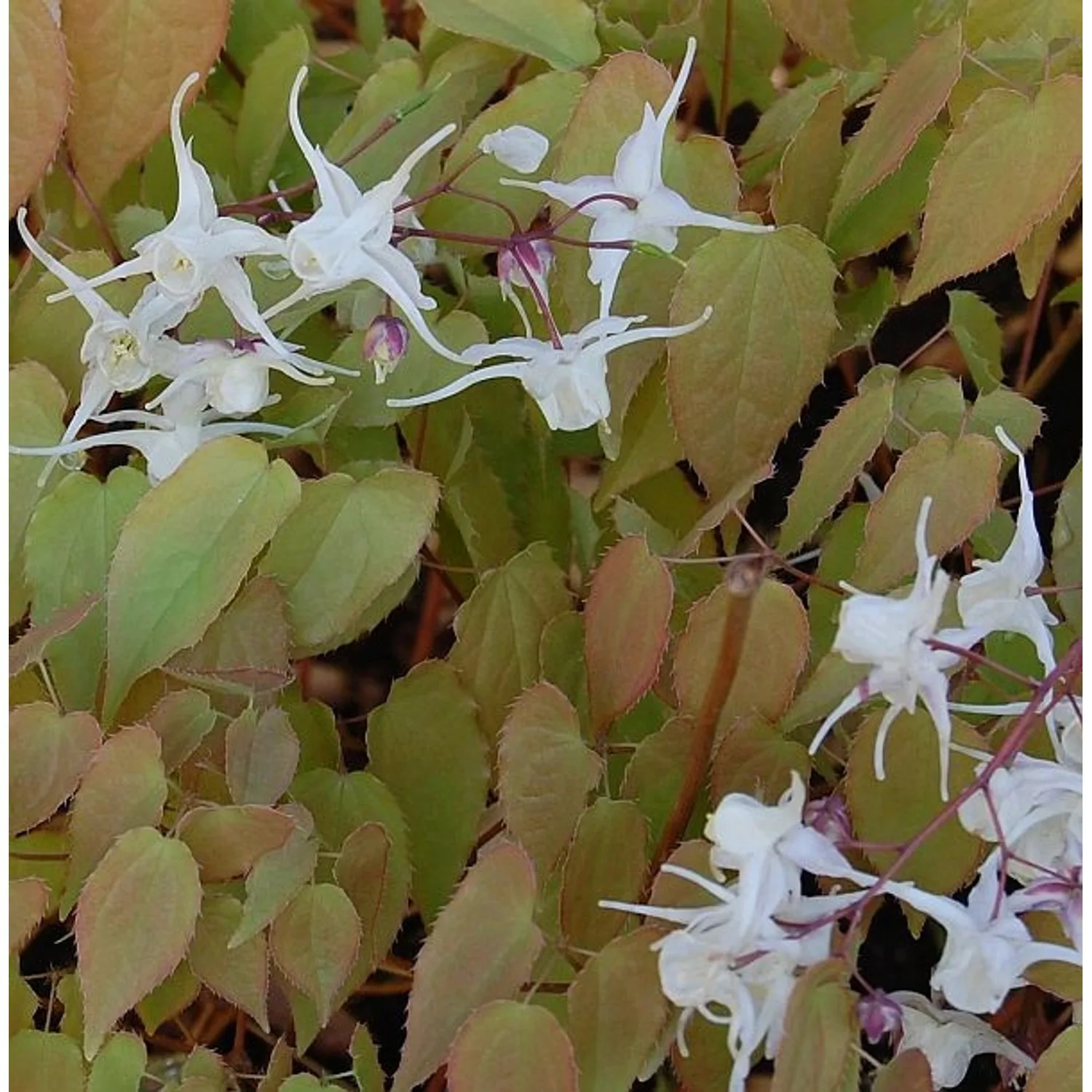 Elfenblume - Epimedium grandiflorum günstig online kaufen