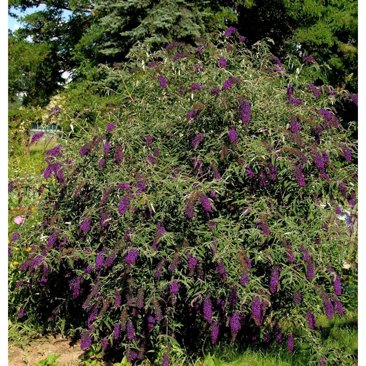 Sommerflieder Butterfly Tower 40-60cm - Buddleja günstig online kaufen