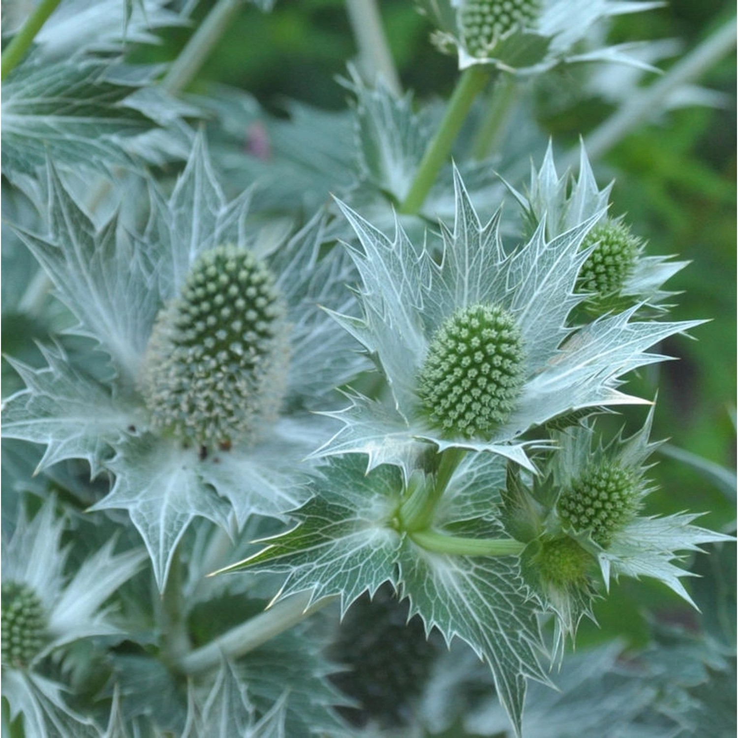 Elfenbein-Mannstreu - Eryngium giganteum günstig online kaufen