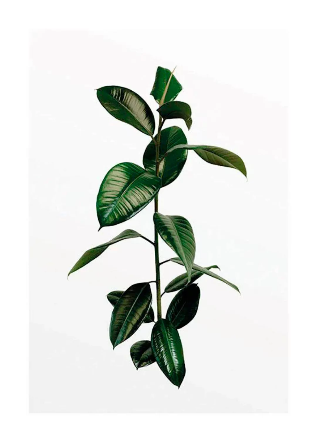 Komar Poster "Ficus Branch", Pflanzen, (1 St.), Kinderzimmer, Schlafzimmer, günstig online kaufen