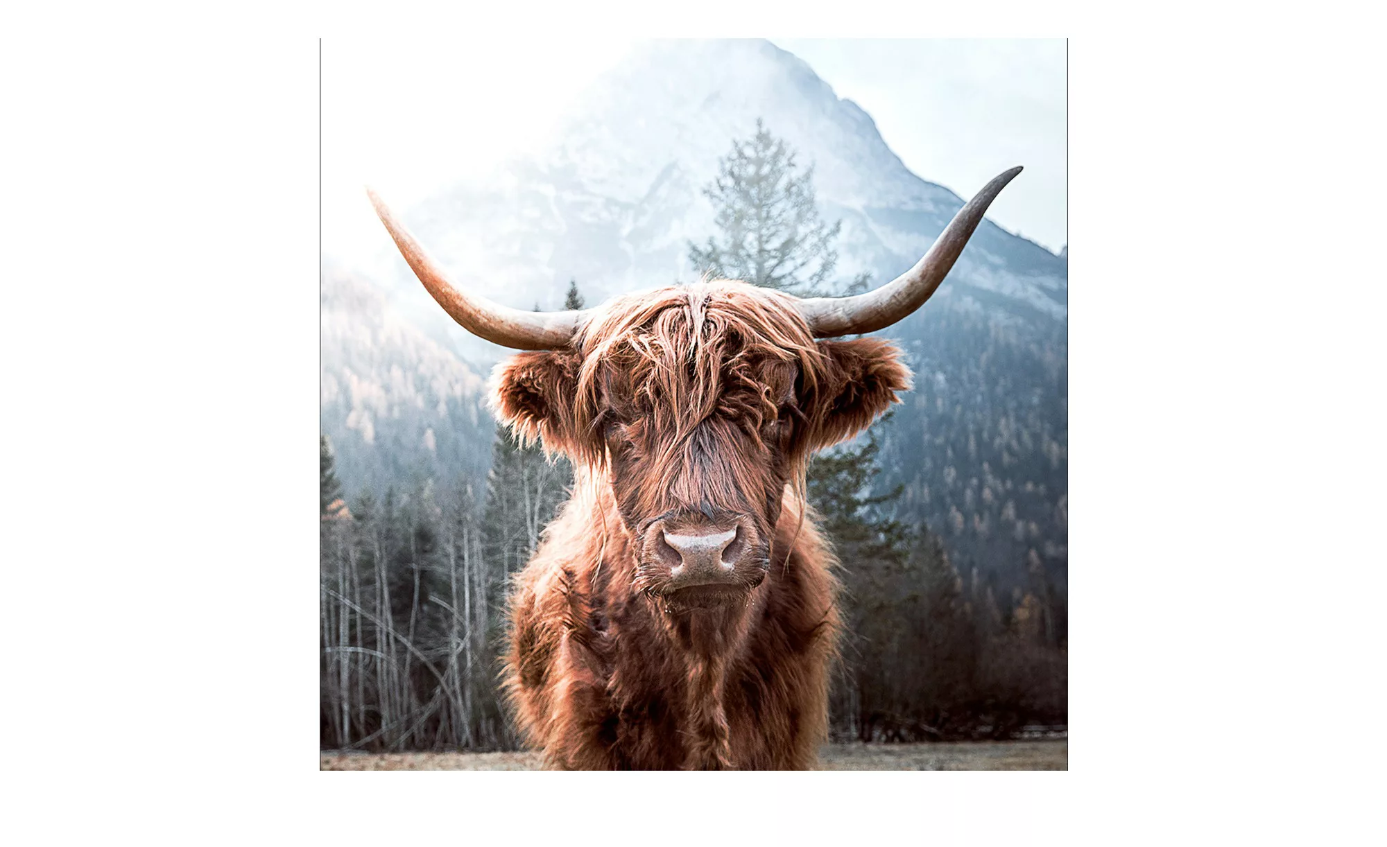 Glasbild 20x20 cm  Highland cattle - 20 cm - 20 cm - Sconto günstig online kaufen