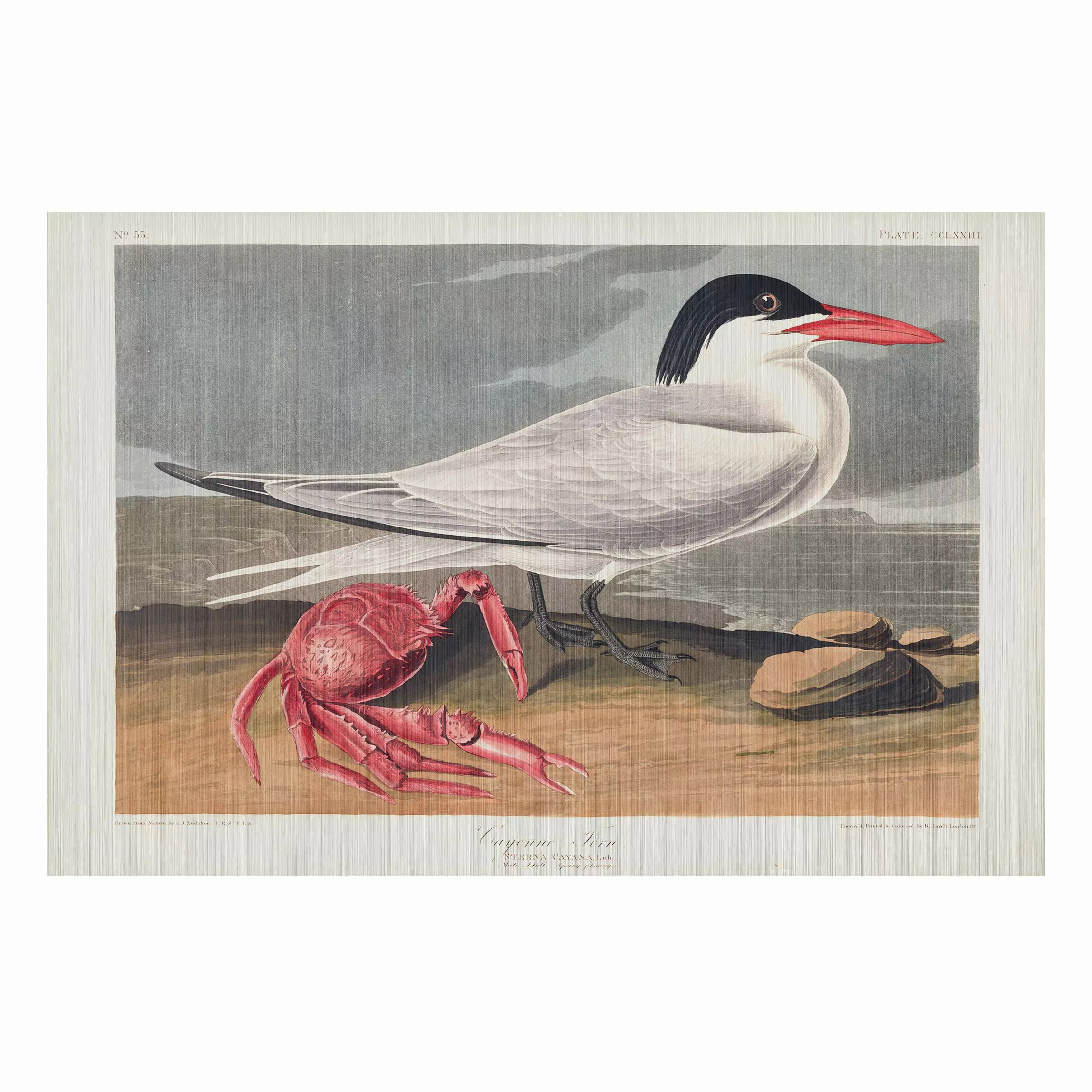 Alu-Dibond Bild Tiere - Querformat 3:2 Vintage Lehrtafel Brandseeschwalbe günstig online kaufen