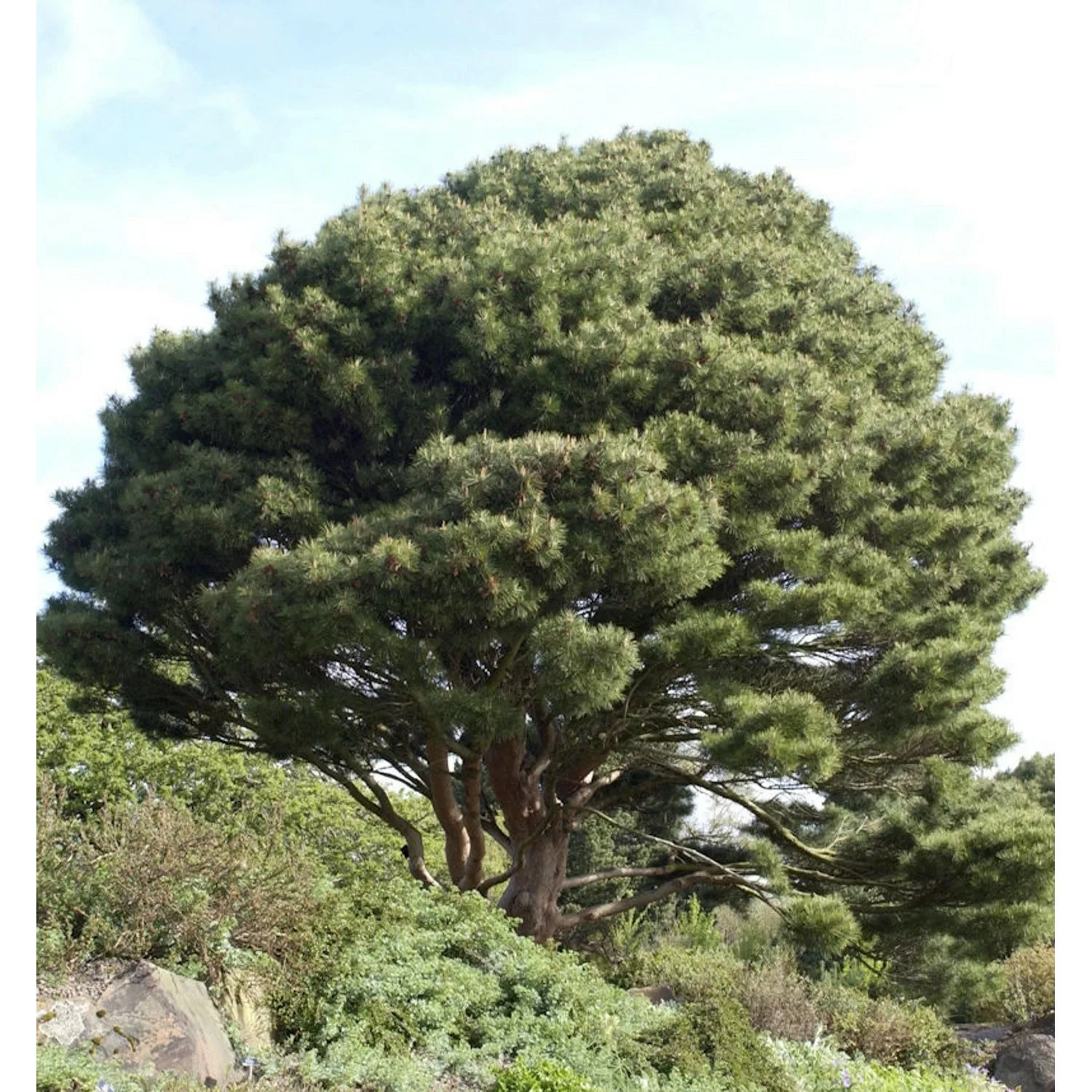 Japanische Strauchkiefer 50-60cm - Pinus densiflora günstig online kaufen