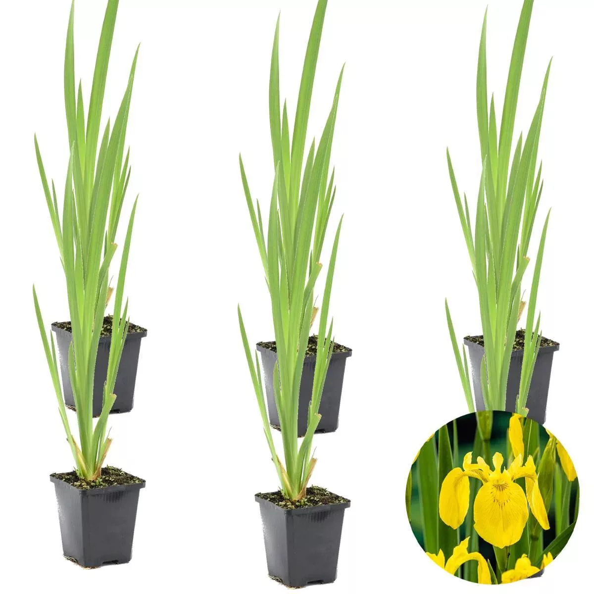 Casa Caron | 6er-Set Iris Pseudacorus günstig online kaufen