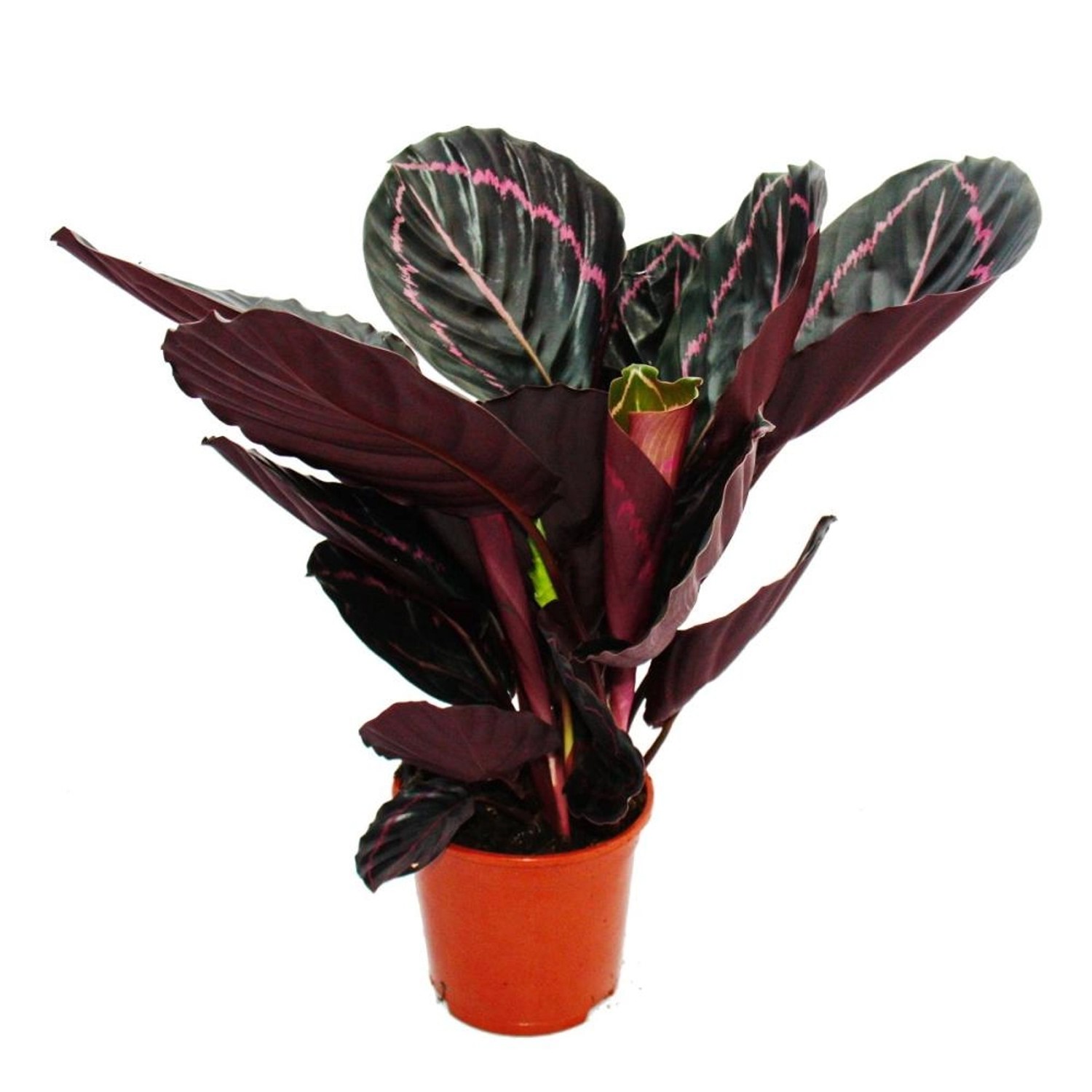 Exotenherz Schattenpflanze mit Ausgefallenem Blattmuster Calathea Dottie 14 günstig online kaufen