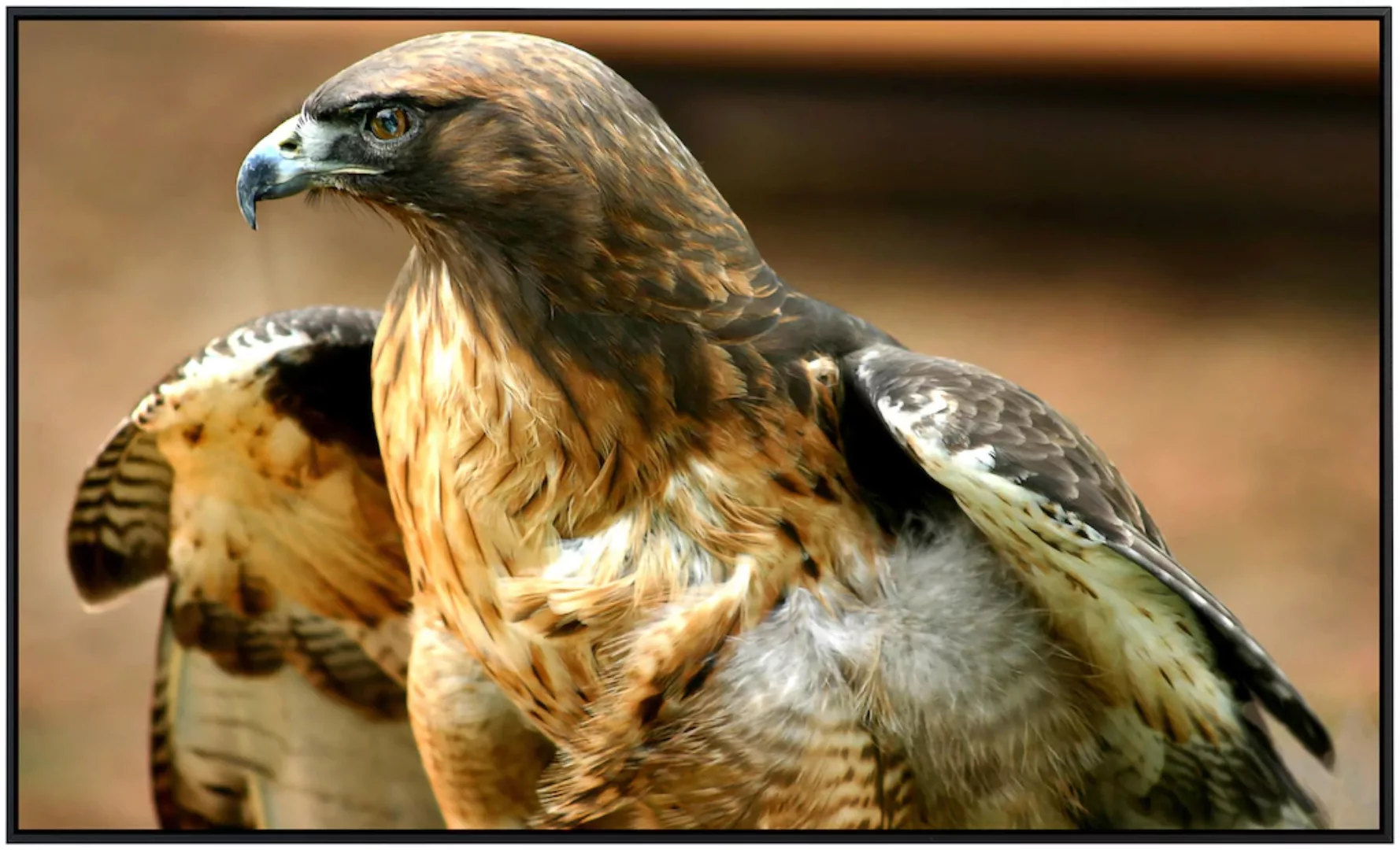 Papermoon Infrarotheizung »Red Tail Hawk« günstig online kaufen