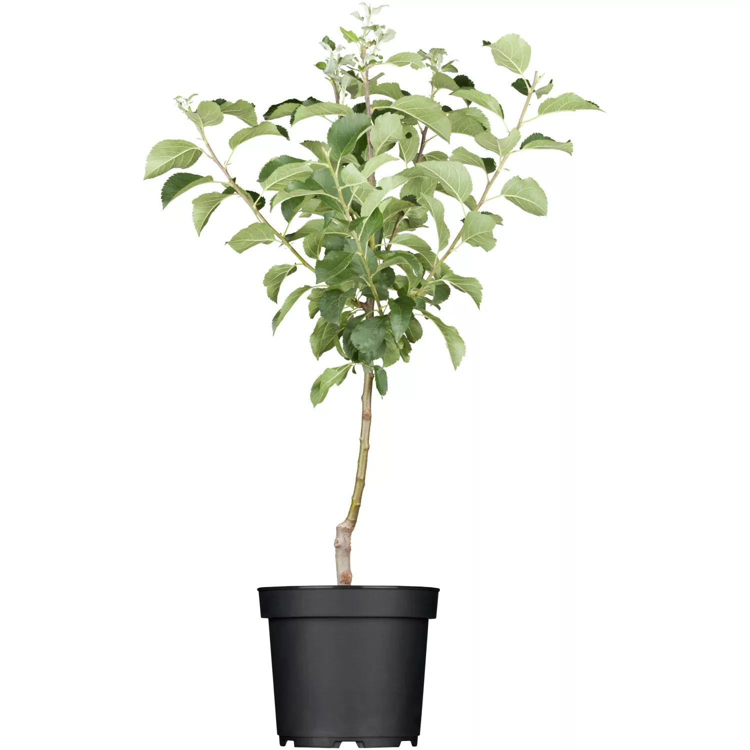 GROW by OBI Bio Apfel Idared Rot Höhe ca. 120 - 140 cm Topf ca. 7 l günstig online kaufen