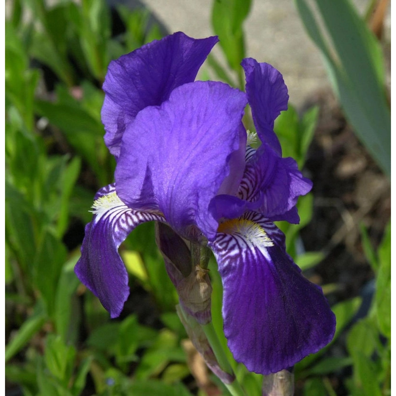 Schwertlilie Black Night - Iris barbata günstig online kaufen