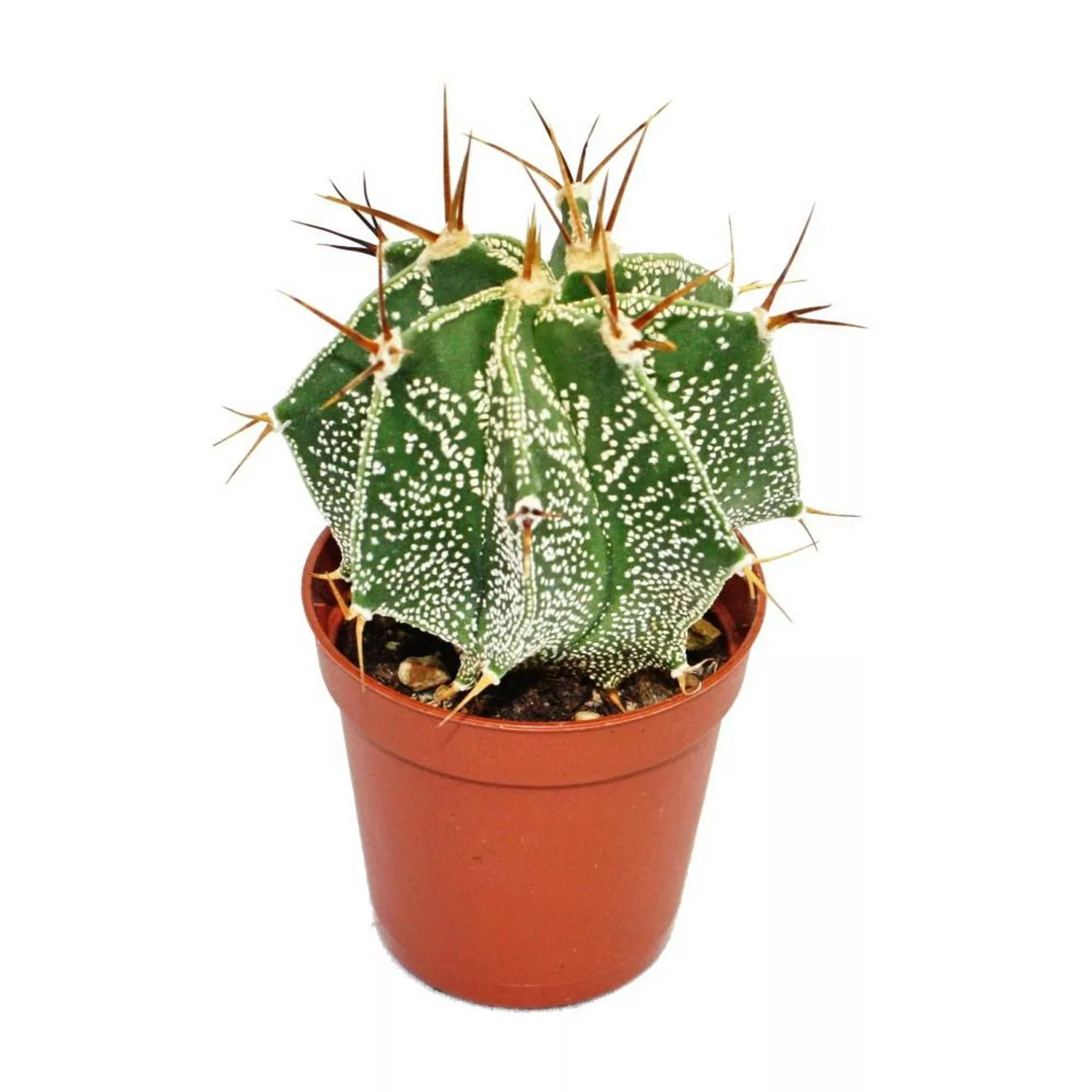 Exotenherz Astrophytum Ornatum Bischofsmütze im 5,5cm Topf günstig online kaufen