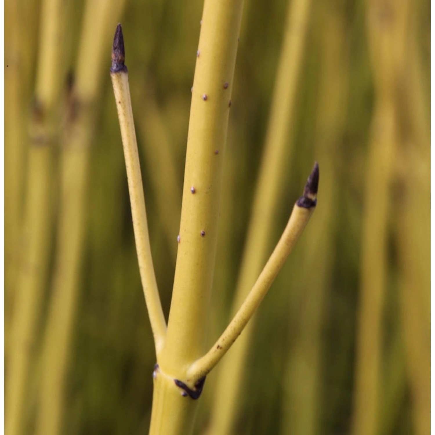 Gelber Hartriegel 80-100cm - Cornus stolonifera günstig online kaufen