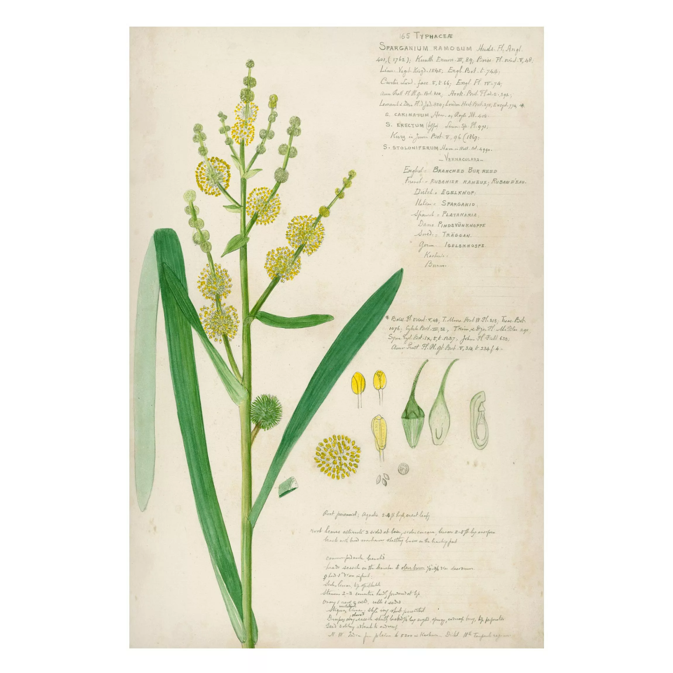 Magnettafel Blumen - Hochformat 2:3 Vintage Botanik Zeichnung Gräser IV günstig online kaufen