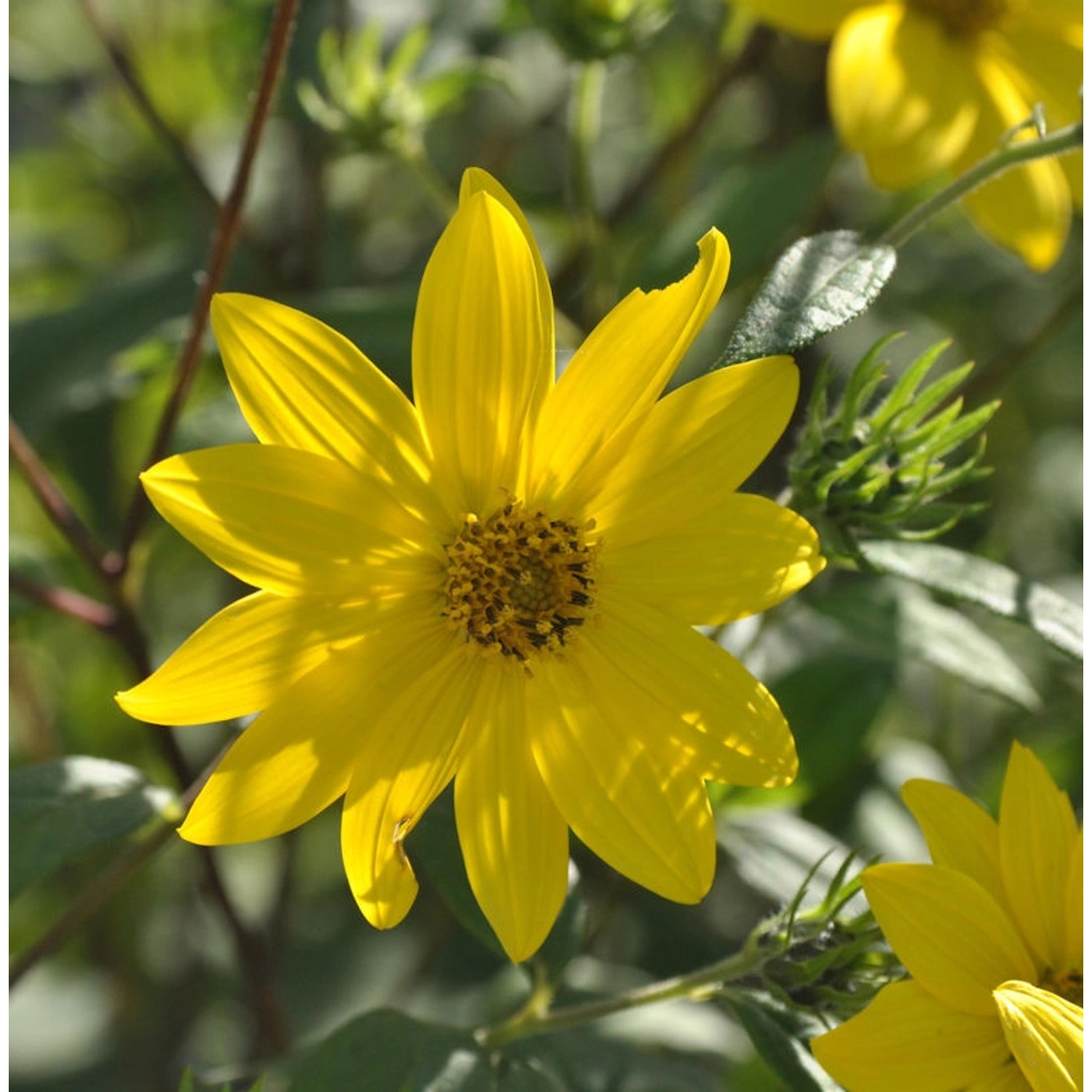 Kleinköpfige Stauden Sonnenblume - Helianthus microcephalus günstig online kaufen