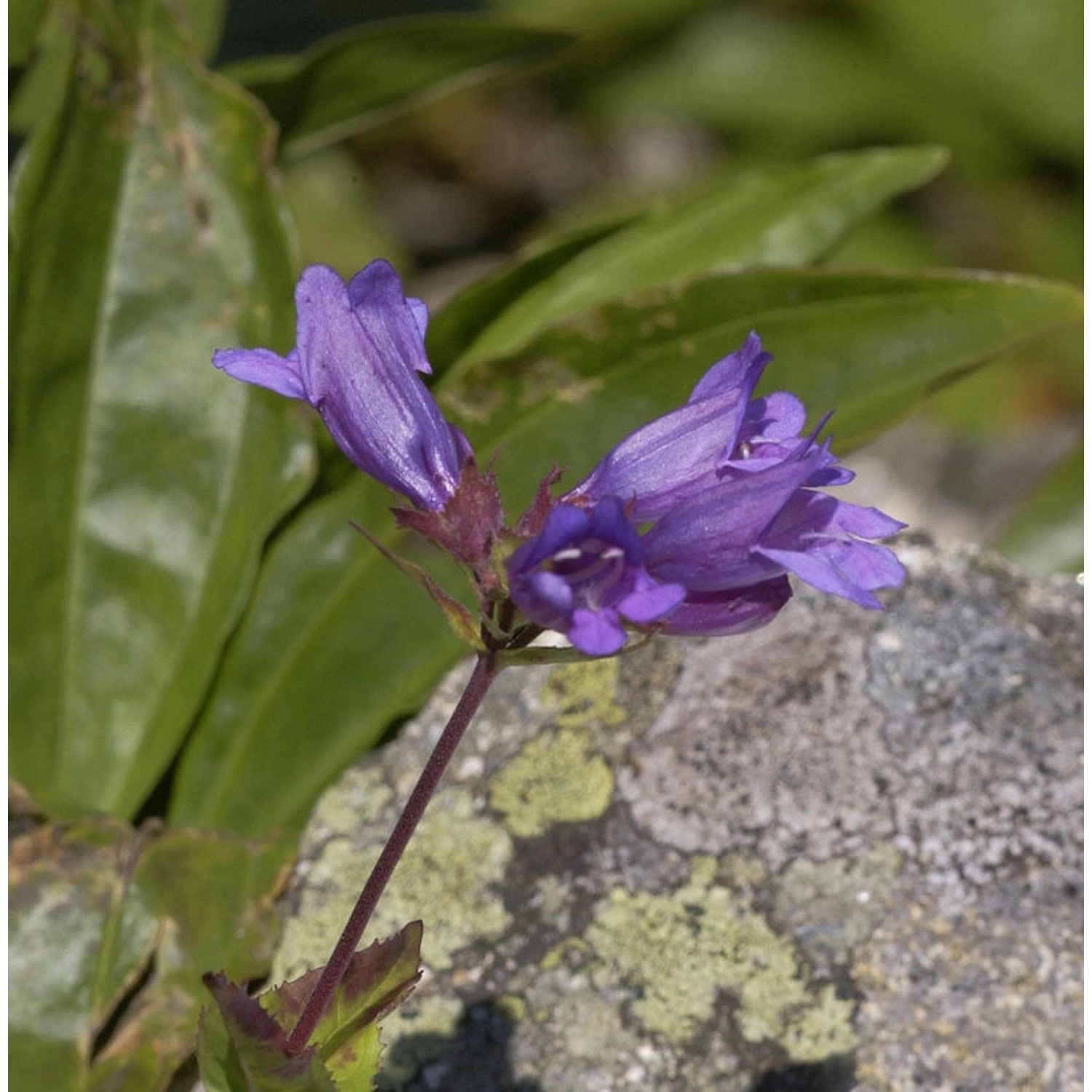 Berg-Bartfaden - Penstemon alpinus günstig online kaufen