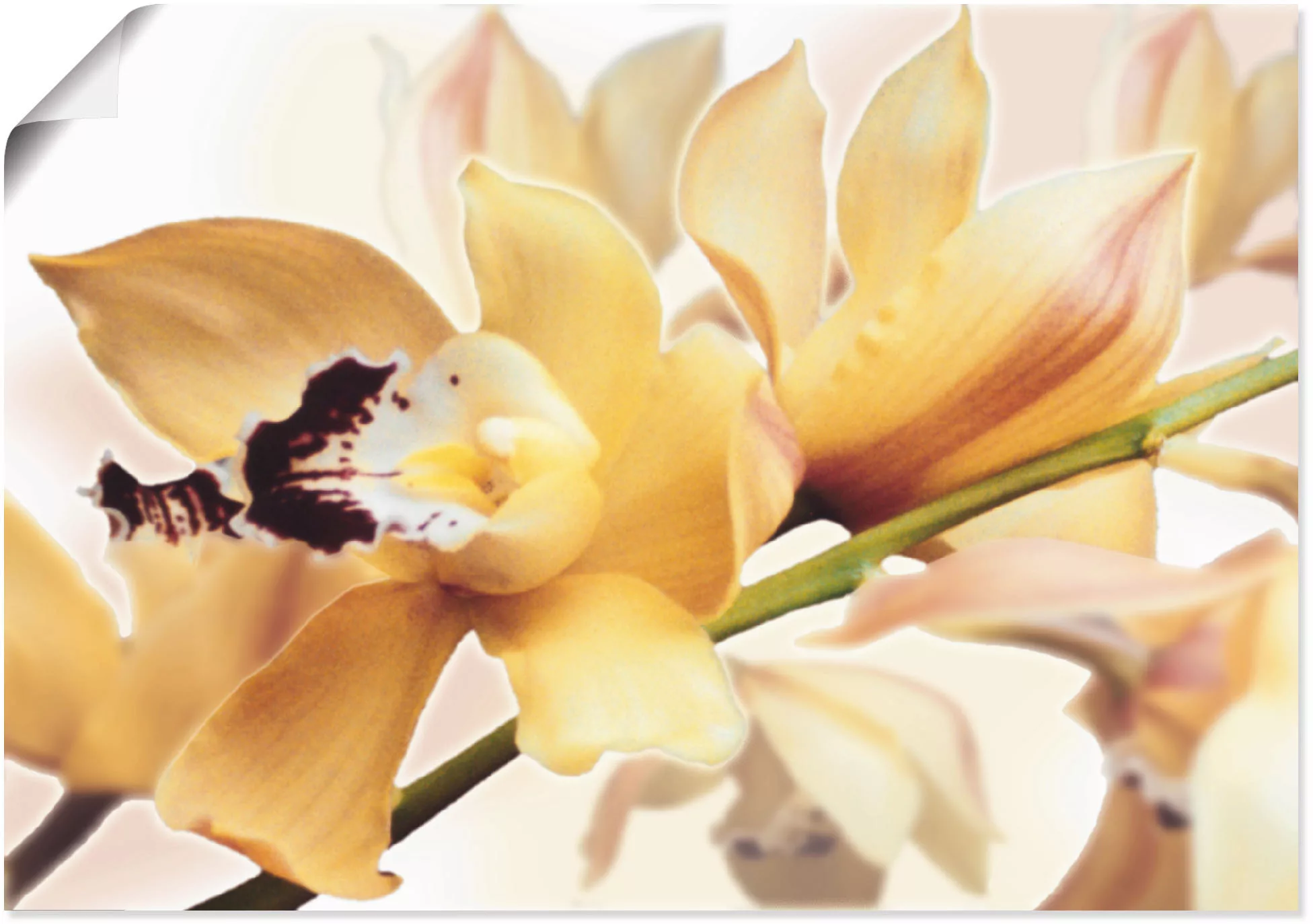 Artland Wandbild "Gelbe Orchidee", Blumenbilder, (1 St.), als Alubild, Outd günstig online kaufen