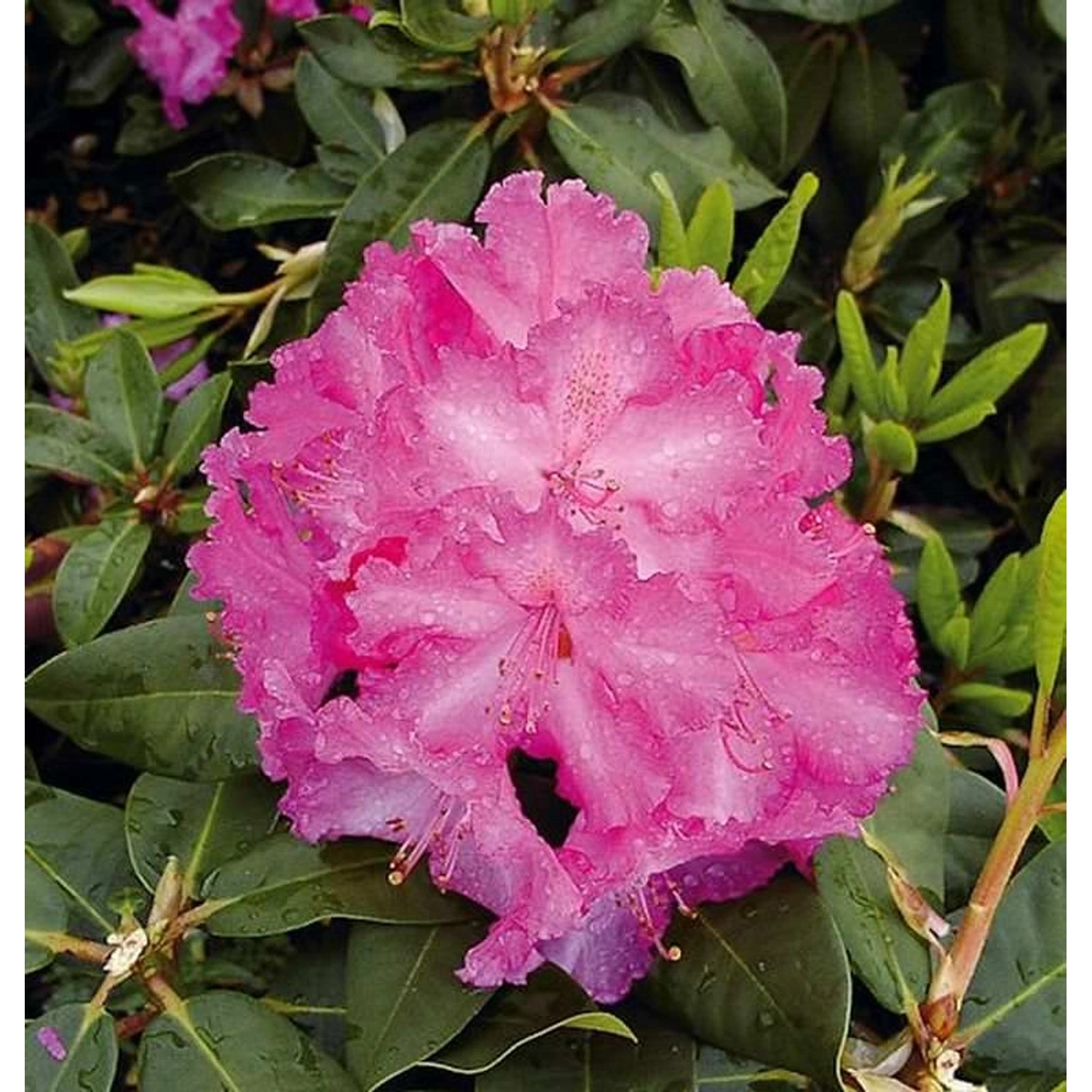 INKARHO - Großblumige Rhododendron Anastasia 60-70cm - Alpenrose günstig online kaufen