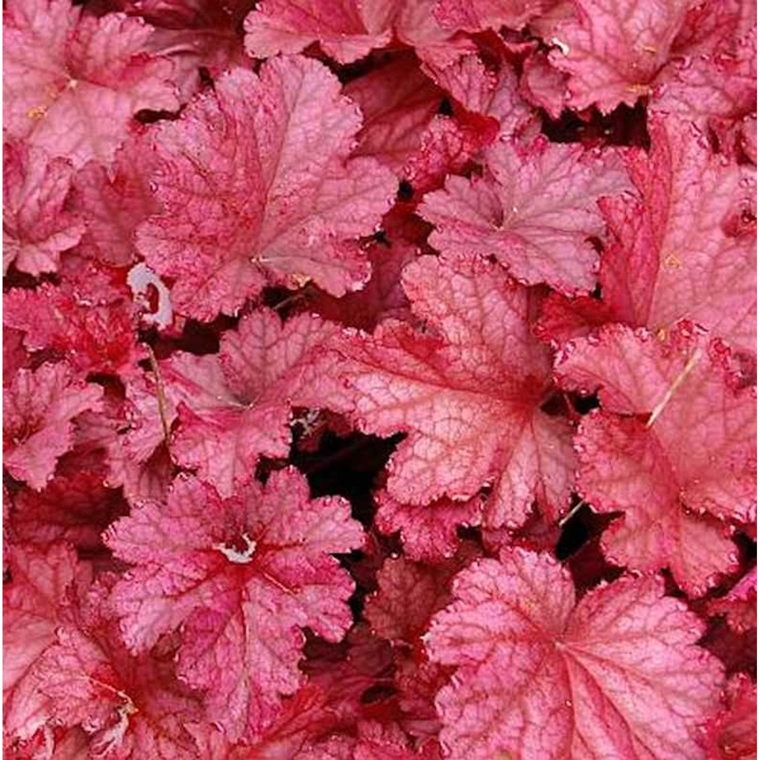 Purpurglöckchen Berry Smoothie - XXXL Topf - Heuchera micrantha günstig online kaufen