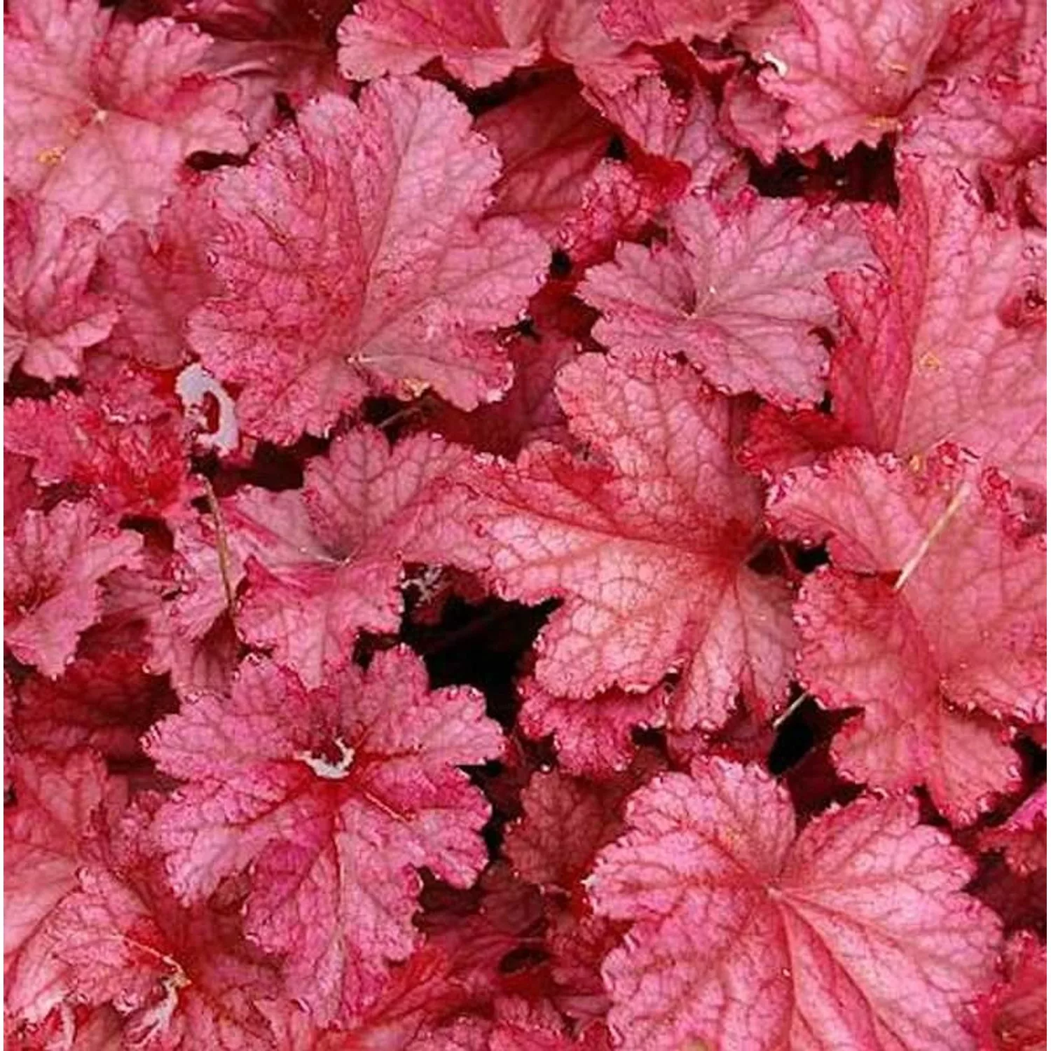 Purpurglöckchen Berry Smoothie - Heuchera micrantha günstig online kaufen