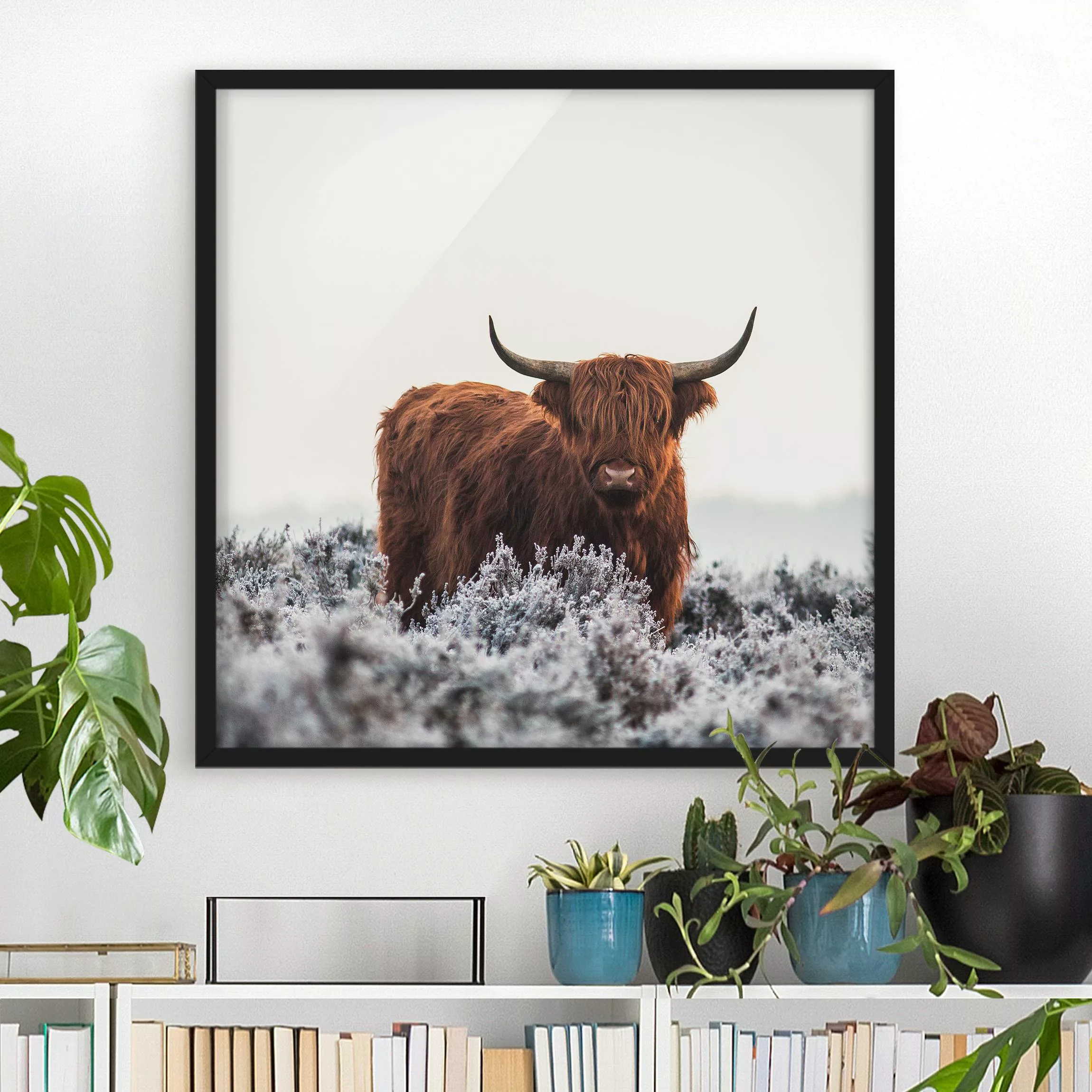 Bild mit Rahmen Tiere - Quadrat Bison in den Highlands günstig online kaufen