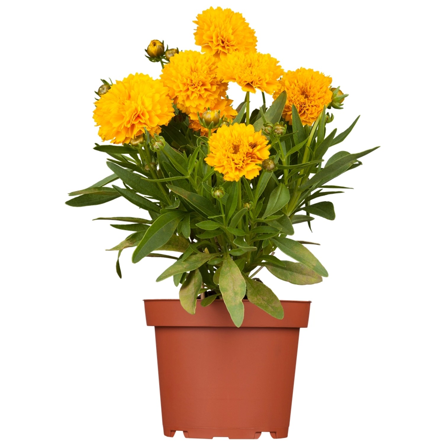 GROW by OBI Mädchenauge Gelb Topf-Ø ca. 9 cm x 9 cm Coreopsis günstig online kaufen