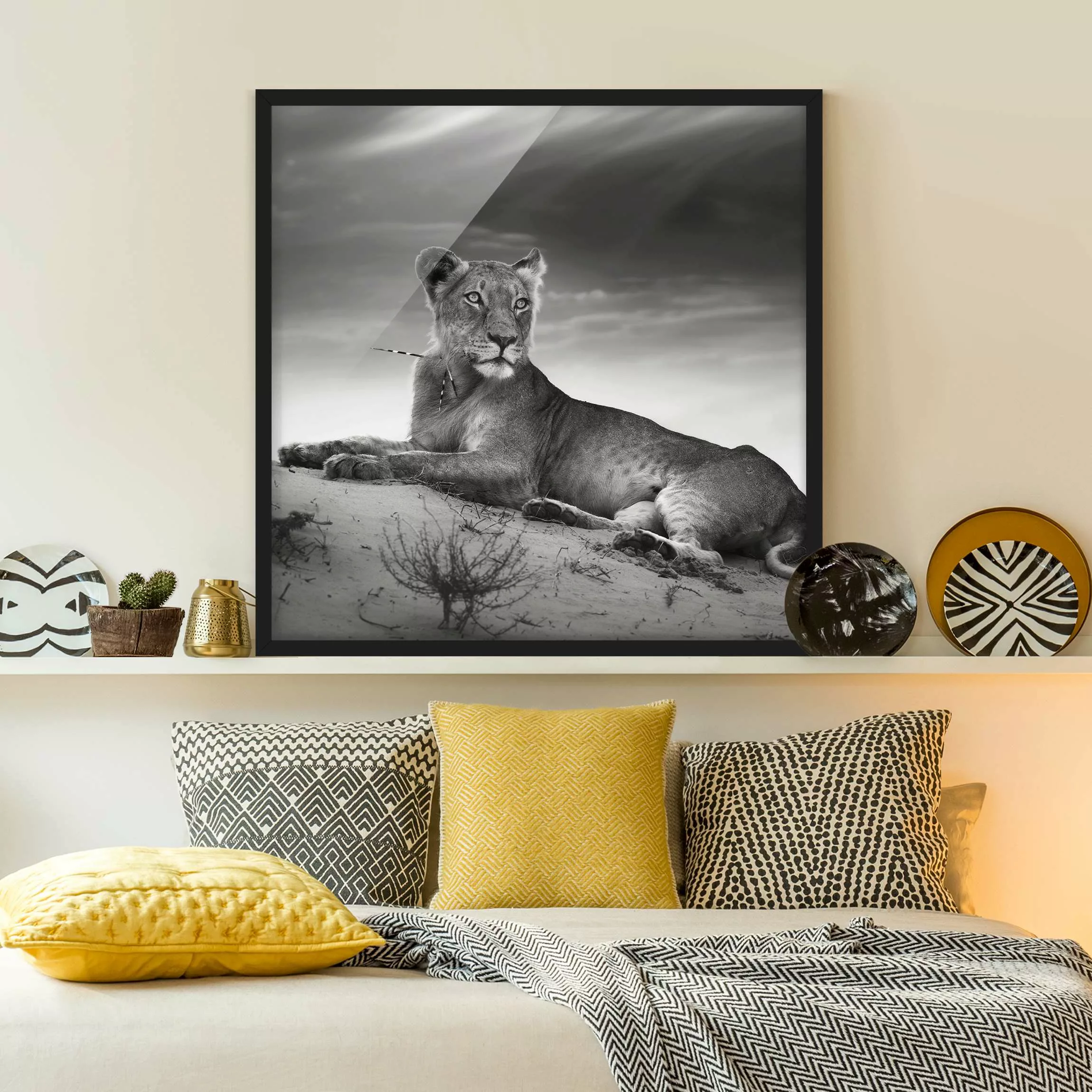 Bild mit Rahmen Schwarz-Weiß - Quadrat Resting Lion günstig online kaufen