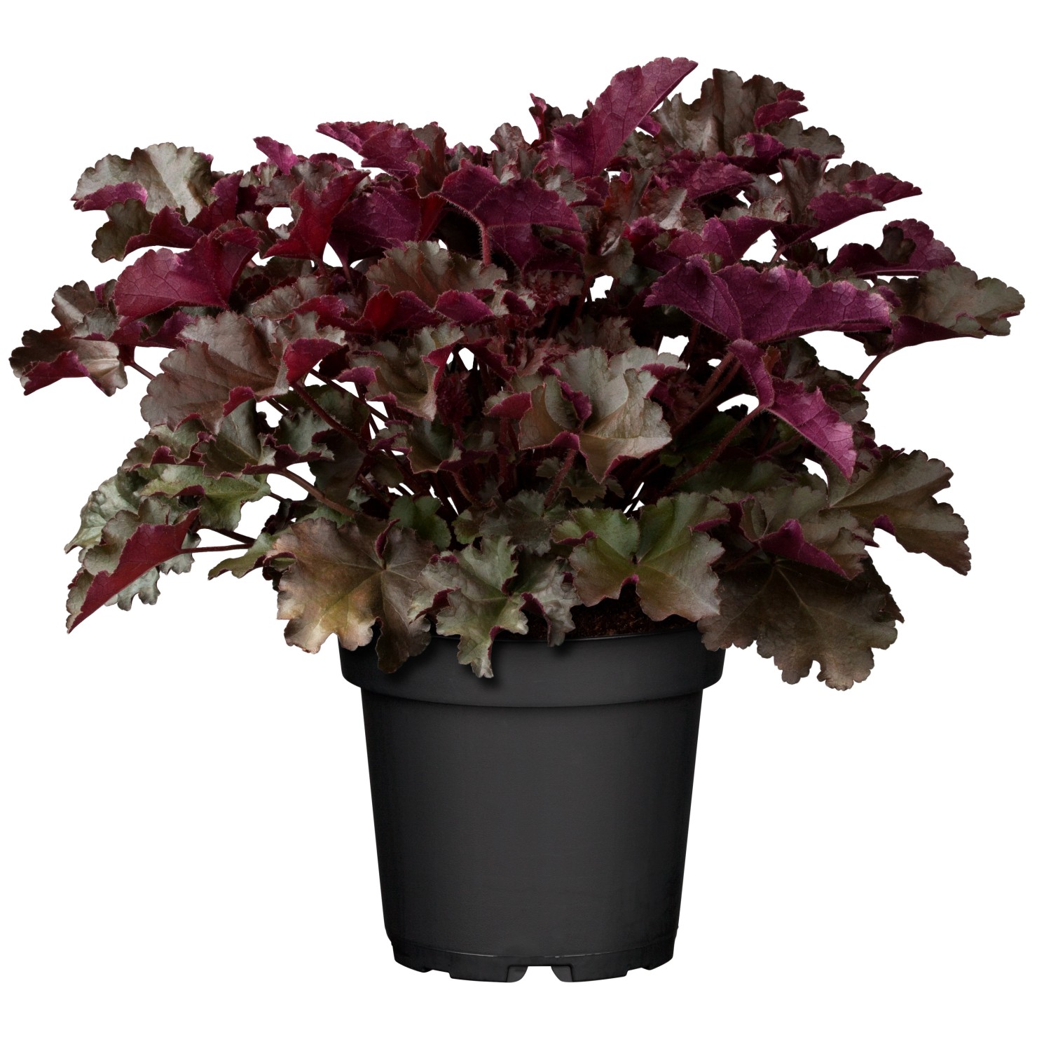 Purpurglöcken Dunkelrot Topf-Ø ca. 13 cm Heuchera günstig online kaufen