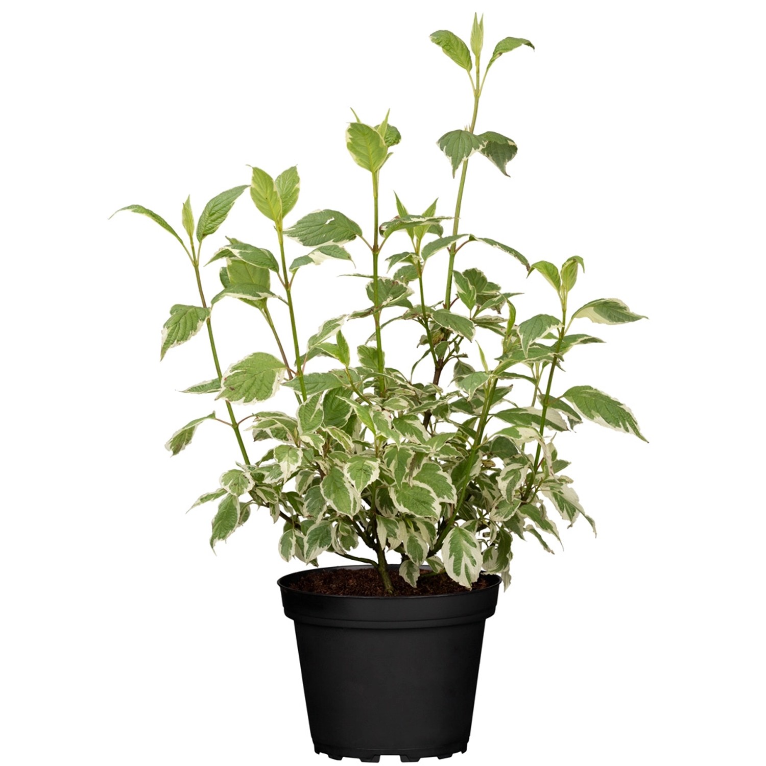 GROW by OBI Hartriegel Elegantissima Weiß Höhe ca. 60 - 80 cm Topf ca. 5 l günstig online kaufen