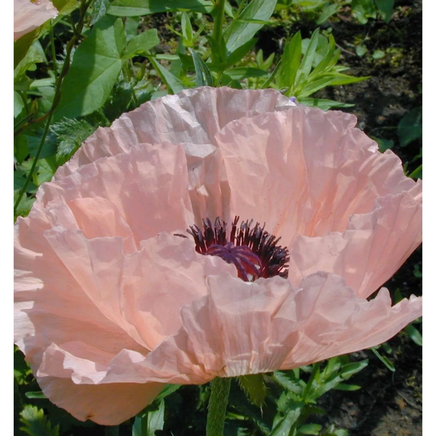 Türkischer Mohn Mrs Perry - Papaver orientale günstig online kaufen