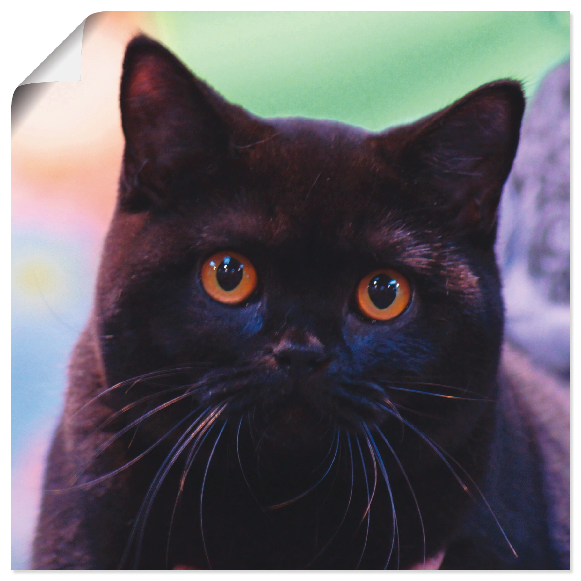 Artland Wandbild »Schwarze Britisch Kurzhaarkatze«, Haustiere, (1 St.), als günstig online kaufen