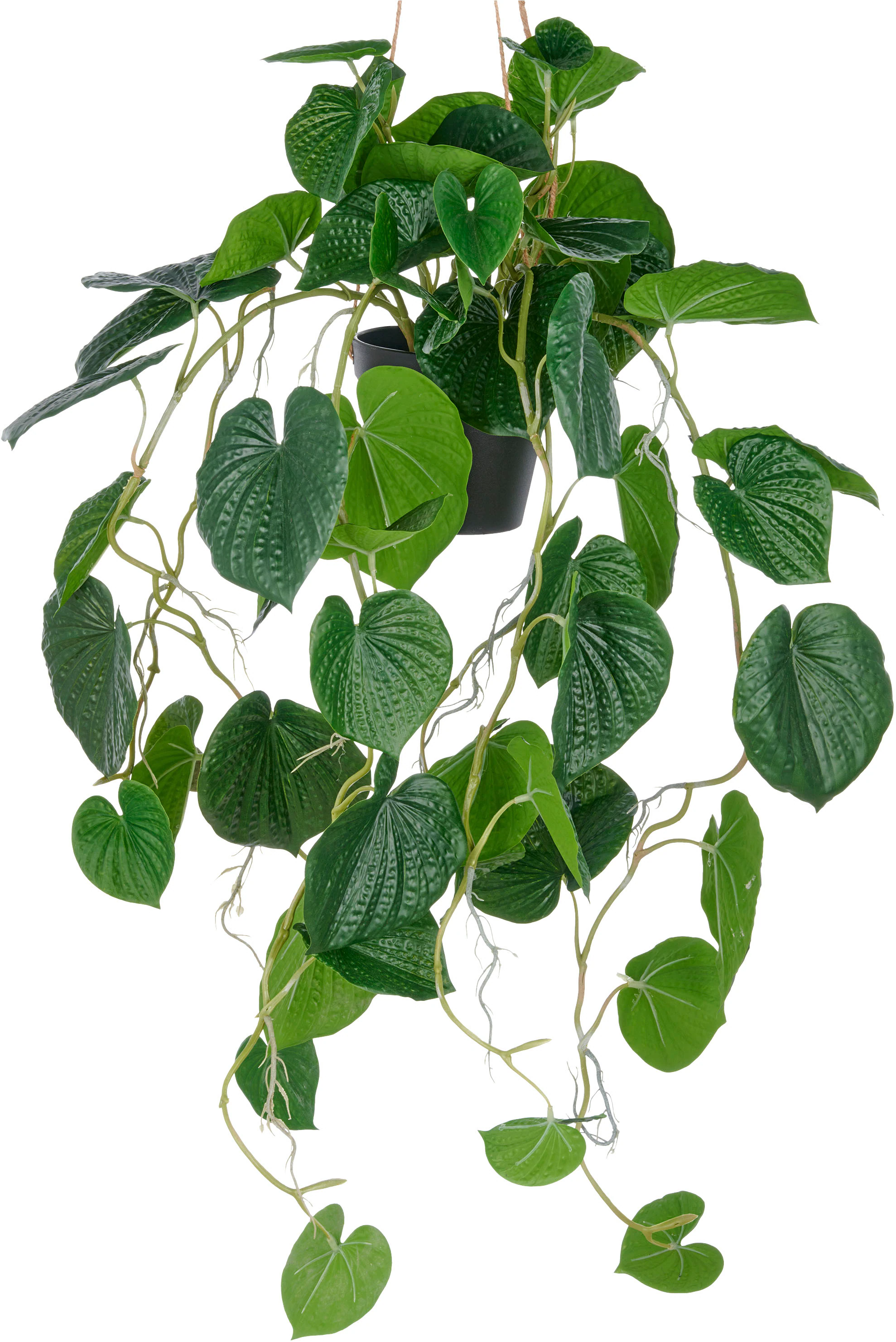 Creativ green Kunstpflanze "Hängende Peperomia caperata", mit üppigen Ranke günstig online kaufen