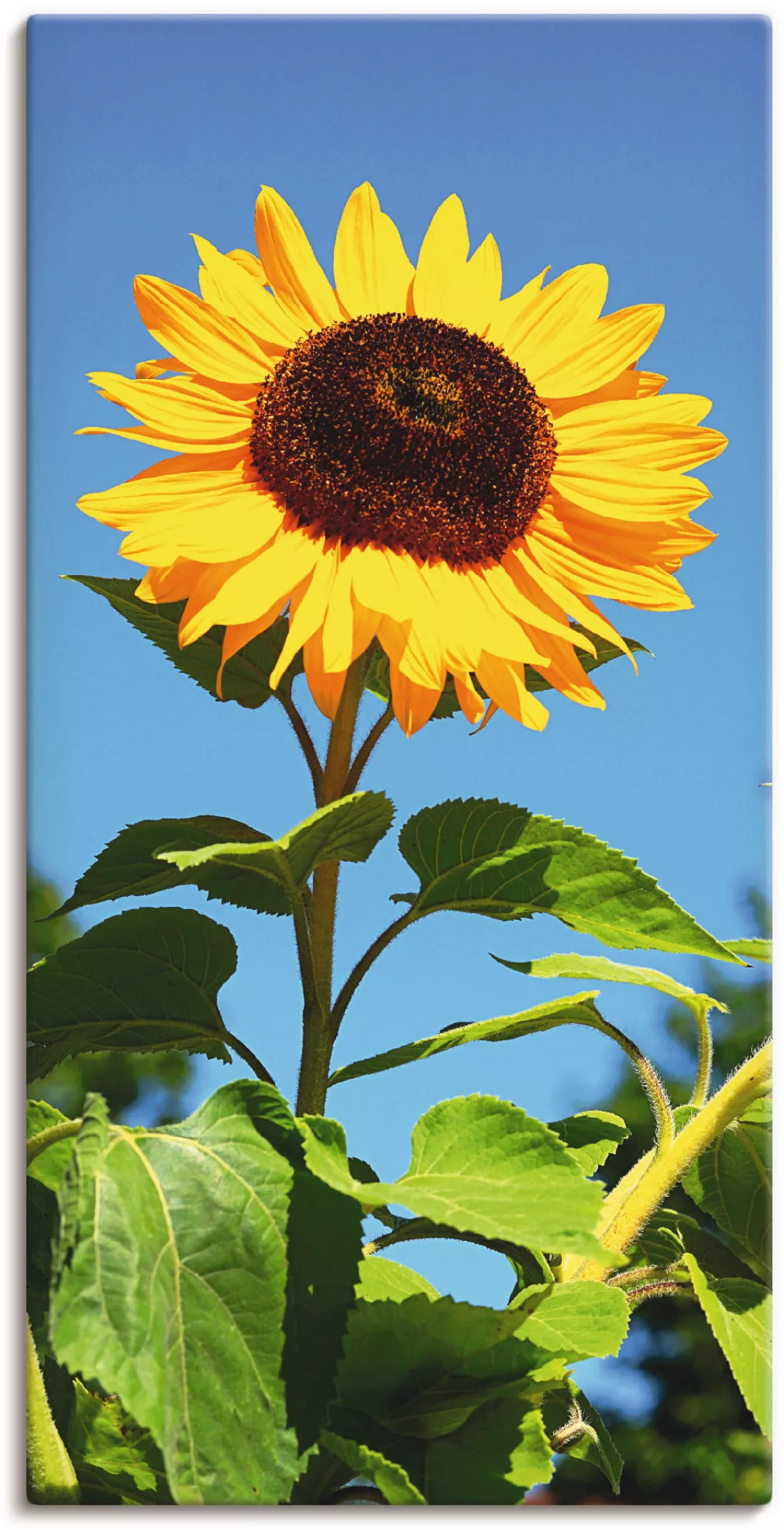 Artland Wandbild »Sonnenblume«, Blumen, (1 St.), als Alubild, Outdoorbild, günstig online kaufen