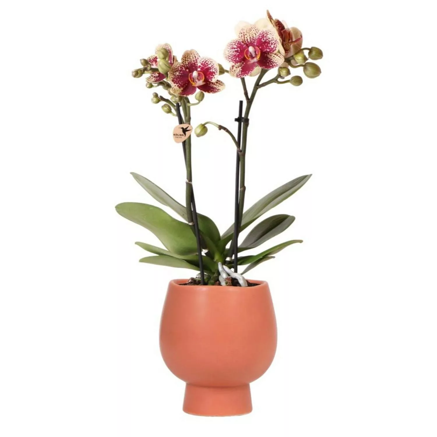 Kolibri Orchids Gelbe Rote Phalaenopsis Orchidee Spanien & Scandic Ziertopf günstig online kaufen