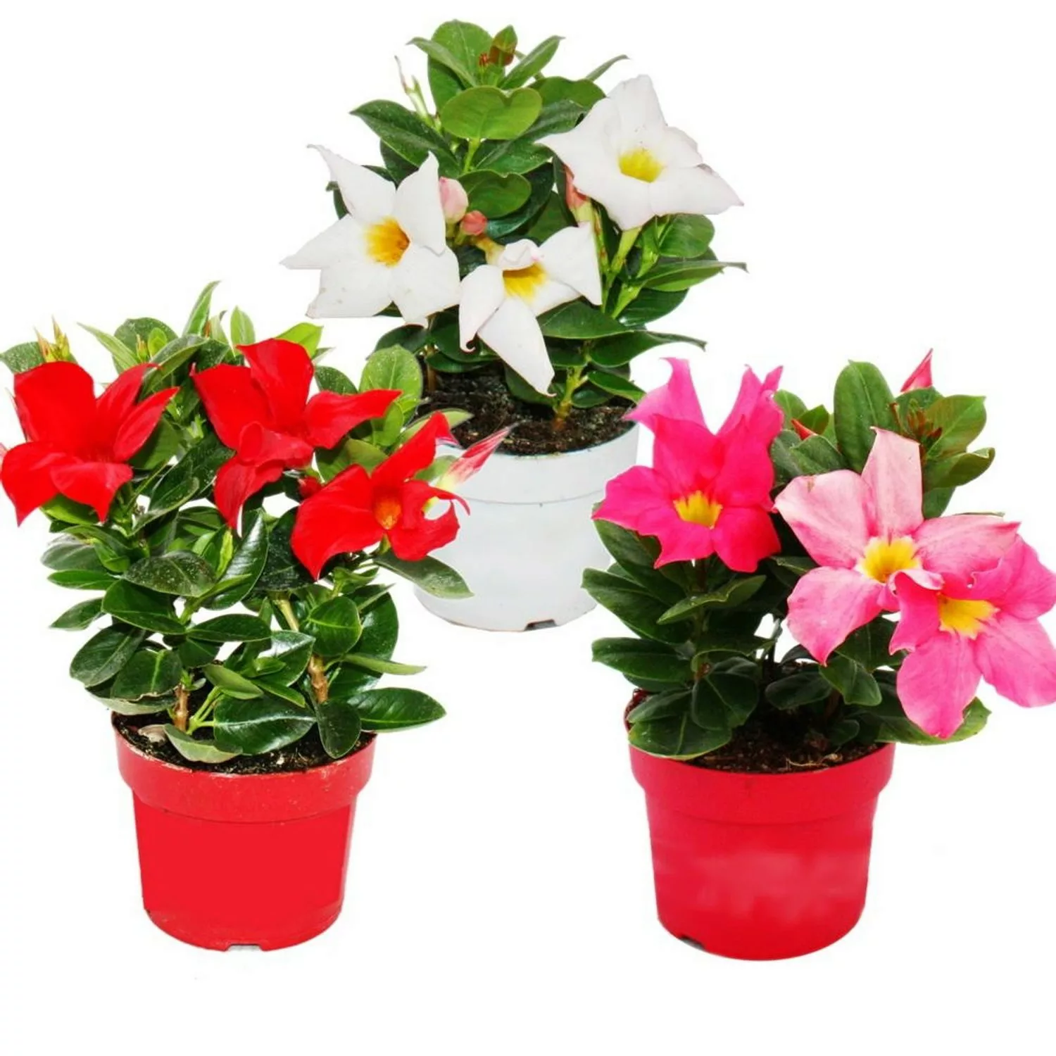 Exotenherz Dipladenia Chilenischer Jasmin 10cm Topf Set mit 3 Pflanzen Farb günstig online kaufen