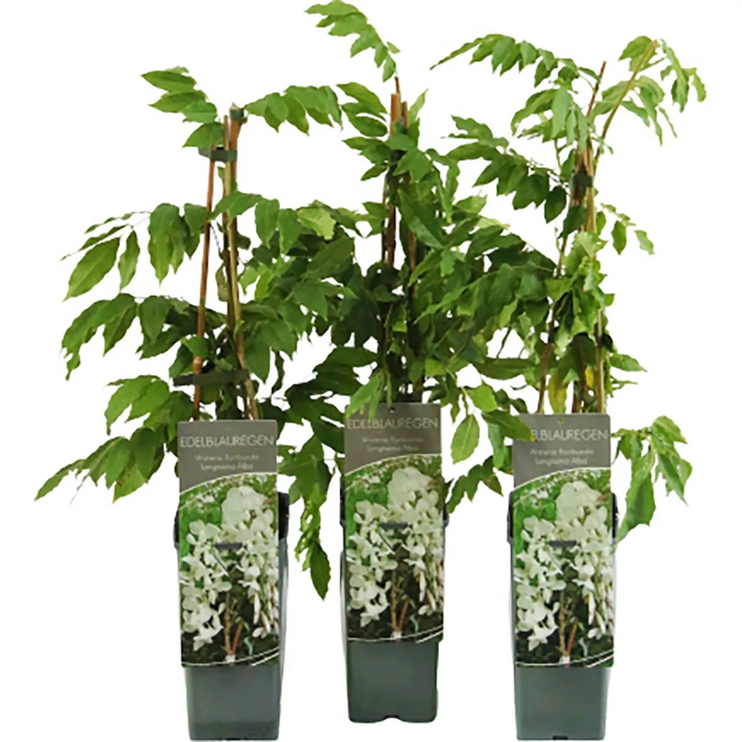 Edel-Blauregen Longissima Alba ca. 40-60 cm Topf ca. 2l Wisteria floribunda günstig online kaufen