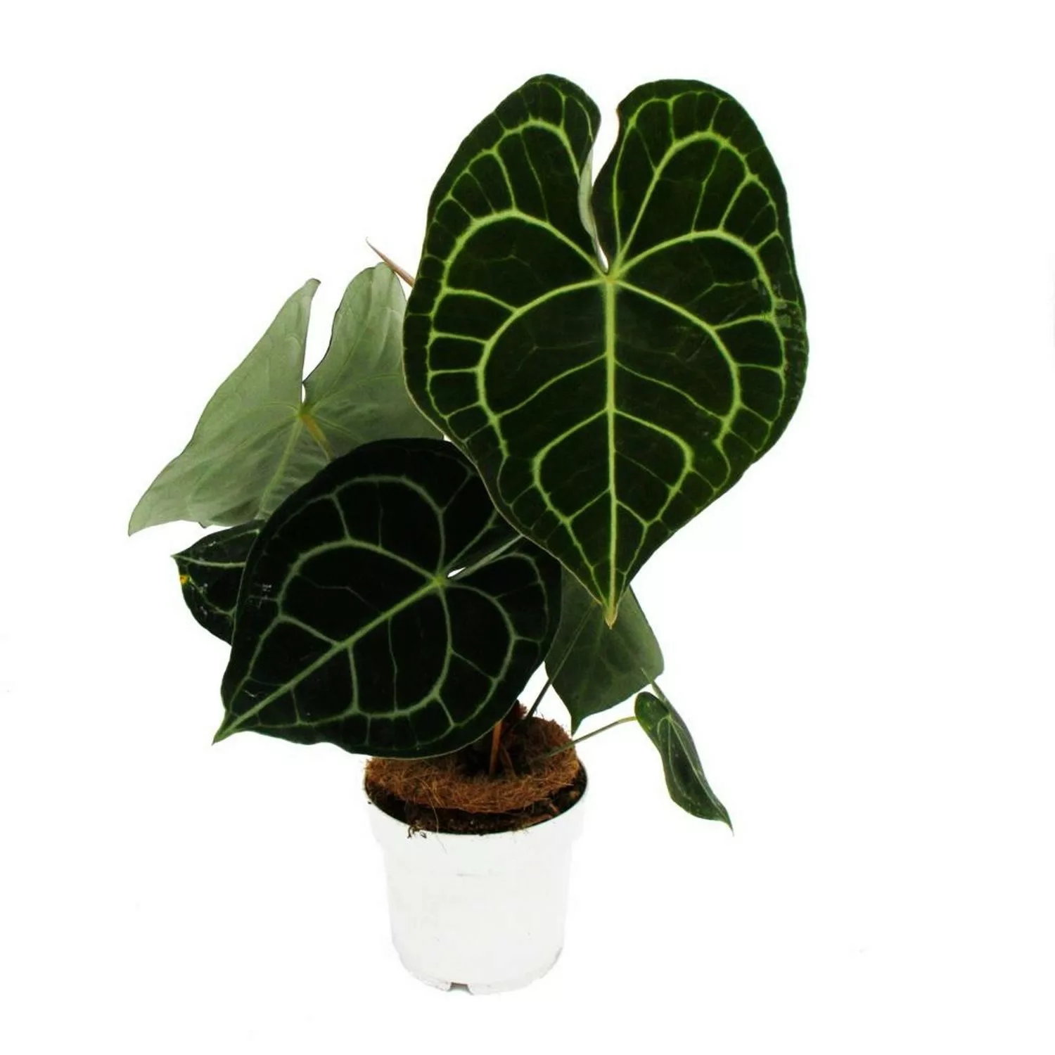 Exotenherz Flamingoblume Anthurium Clarinervium Herzblattblume 14cm Topf günstig online kaufen