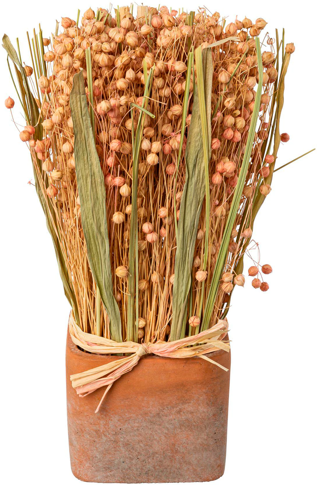 Creativ home Trockenblume "Trockenblumen imTopf" günstig online kaufen