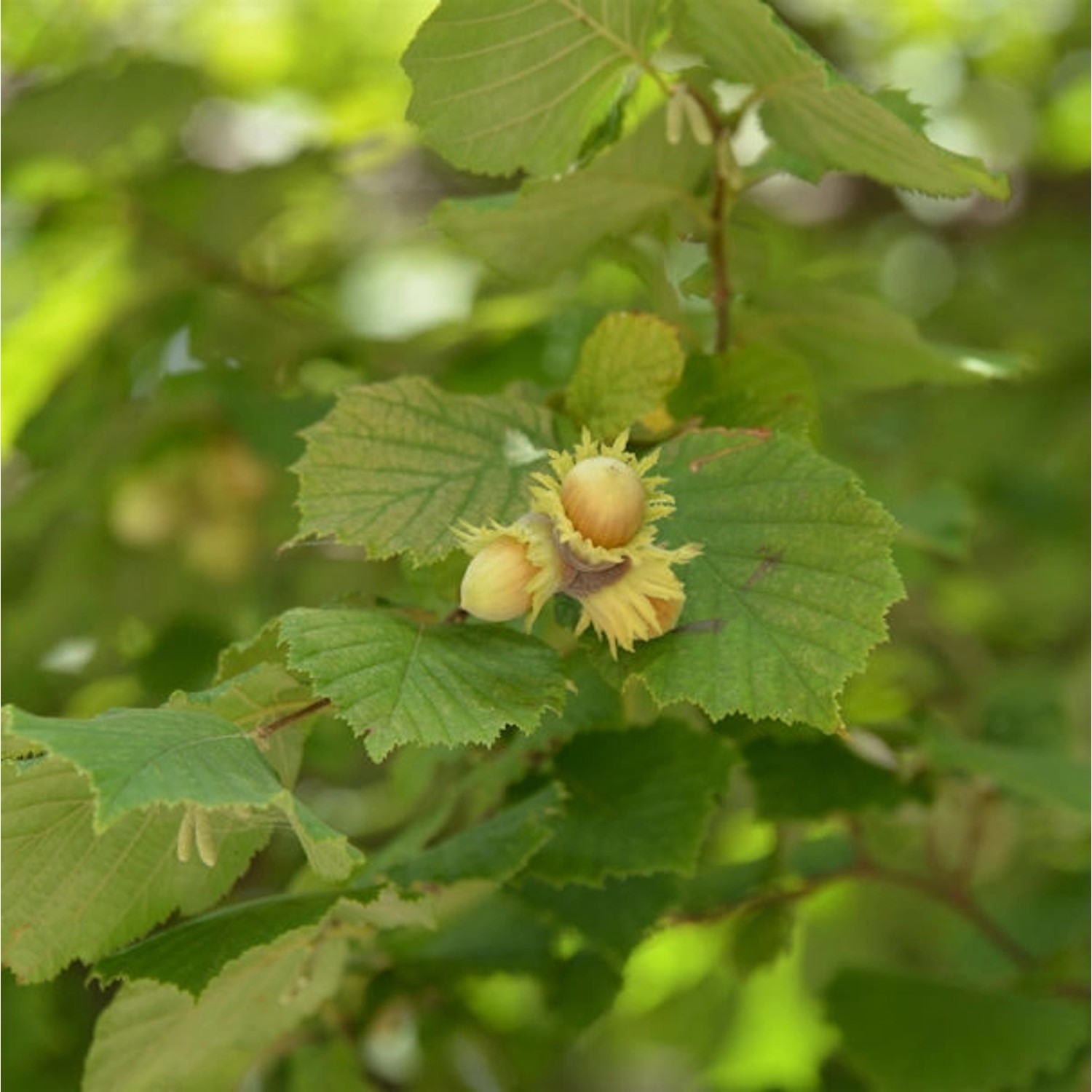 Riesenhaselnuß Hallesche Riesennuß 40-60cm - Corylus avellana günstig online kaufen