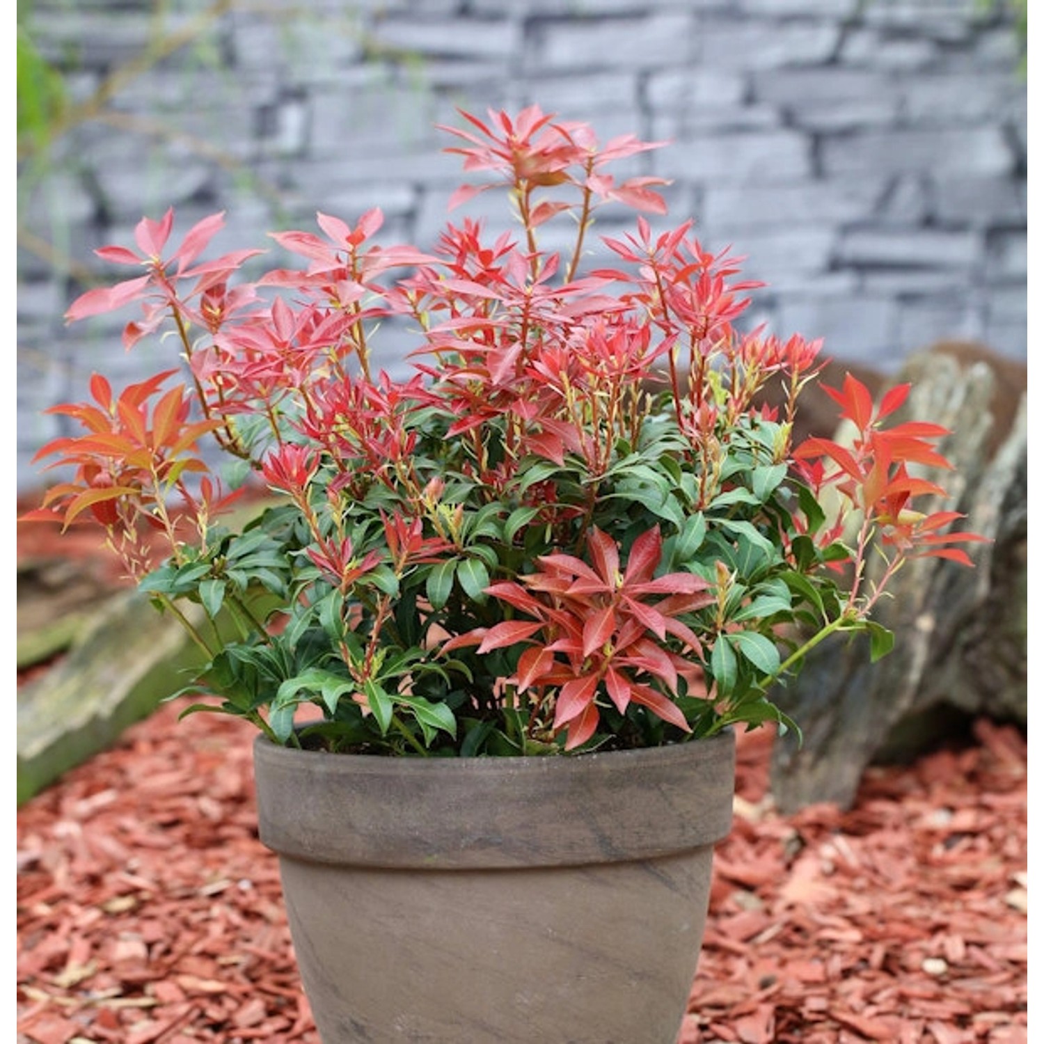 Schattenglöckchen Lavendelheide Mountain Fire 15-20cm - Pieris japonica günstig online kaufen