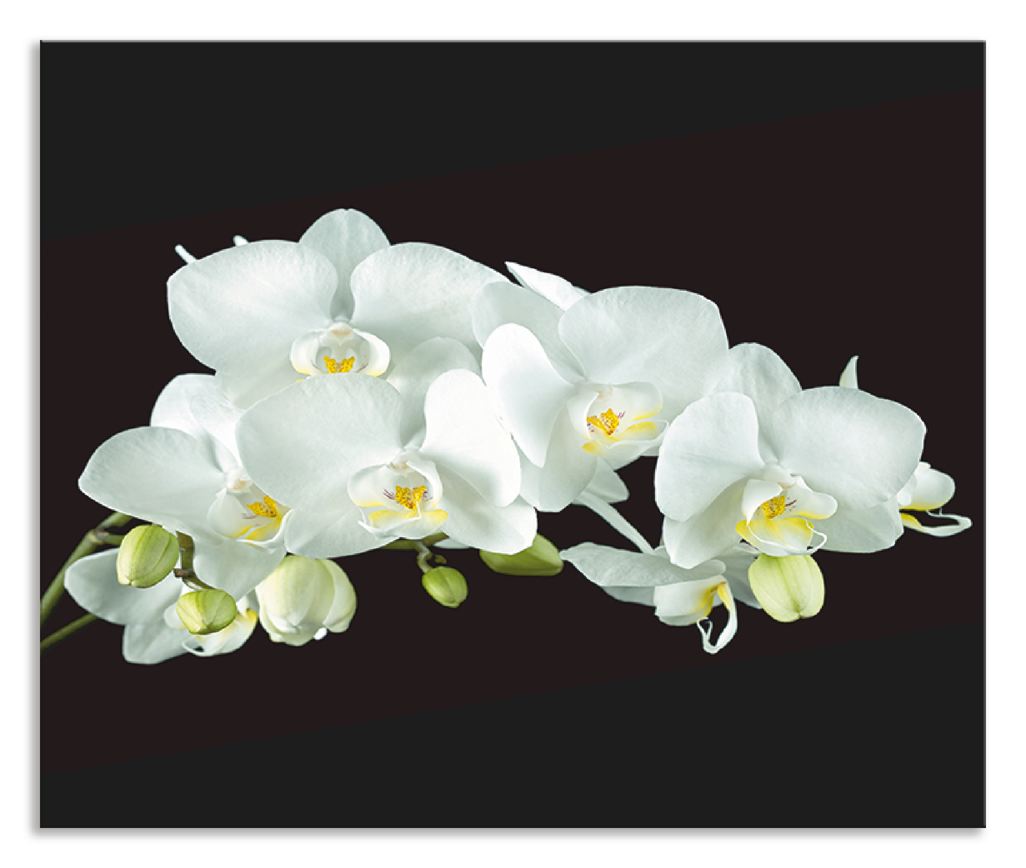 Artland Küchenrückwand »Weiße Orchidee auf schwarzem Hintergrund«, (1 tlg.) günstig online kaufen