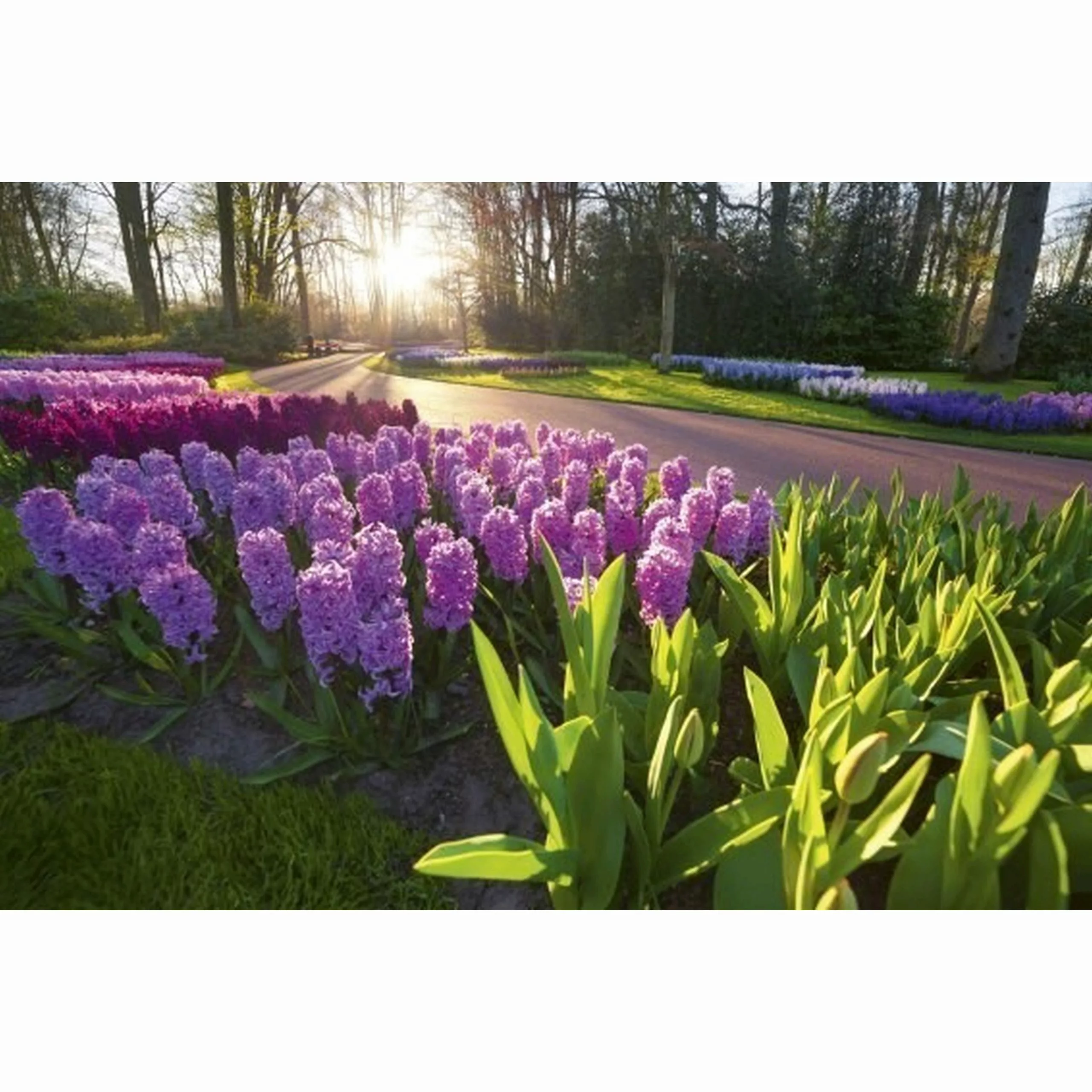 Fototapete HYACINT FLOWERS  | MS-5-0068 | Lila | Digitaldruck auf Vliesträg günstig online kaufen